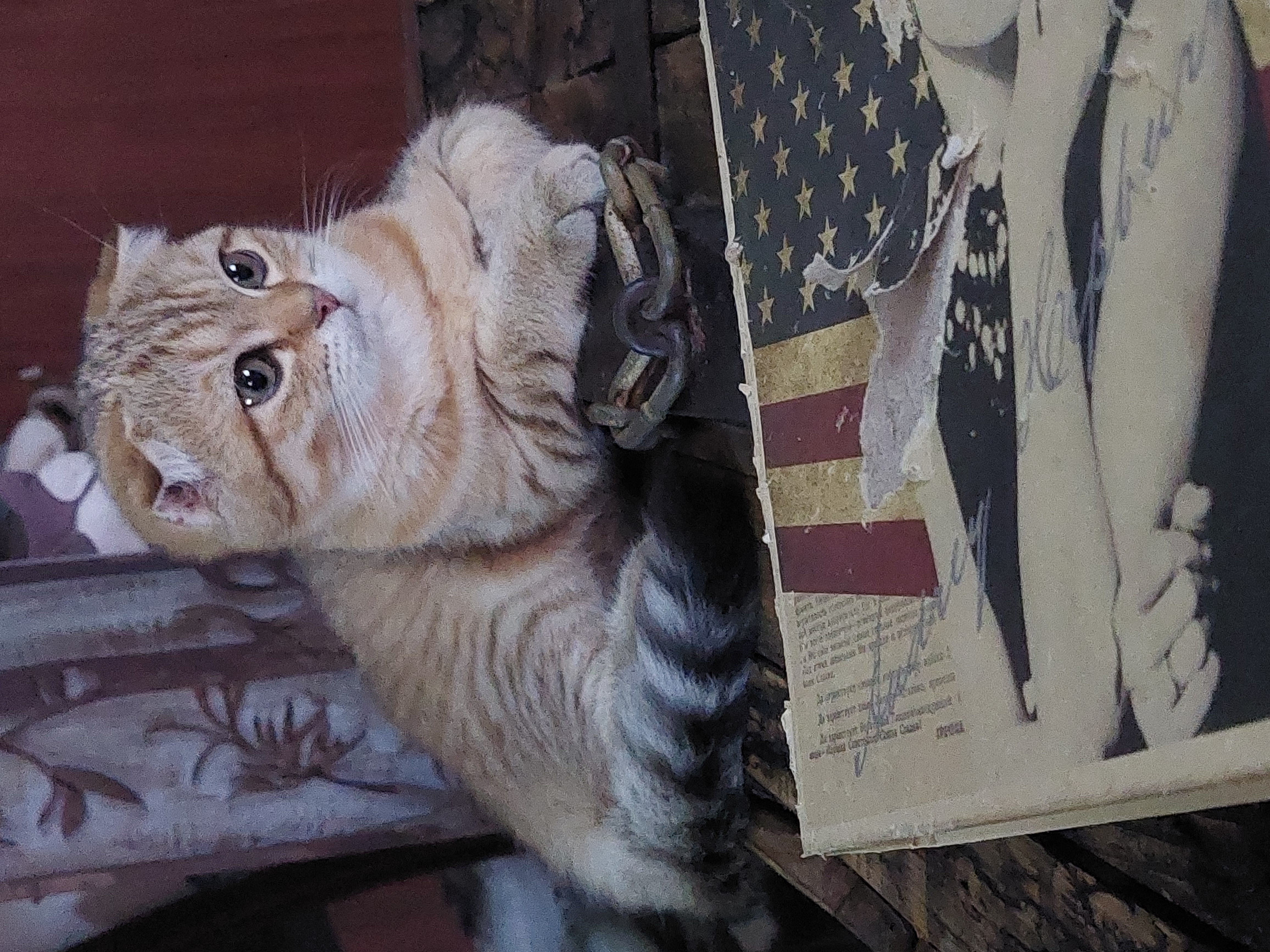 תמונה 3 ,חתולים סקוטי   Skoti למכירה בRishon le Zion