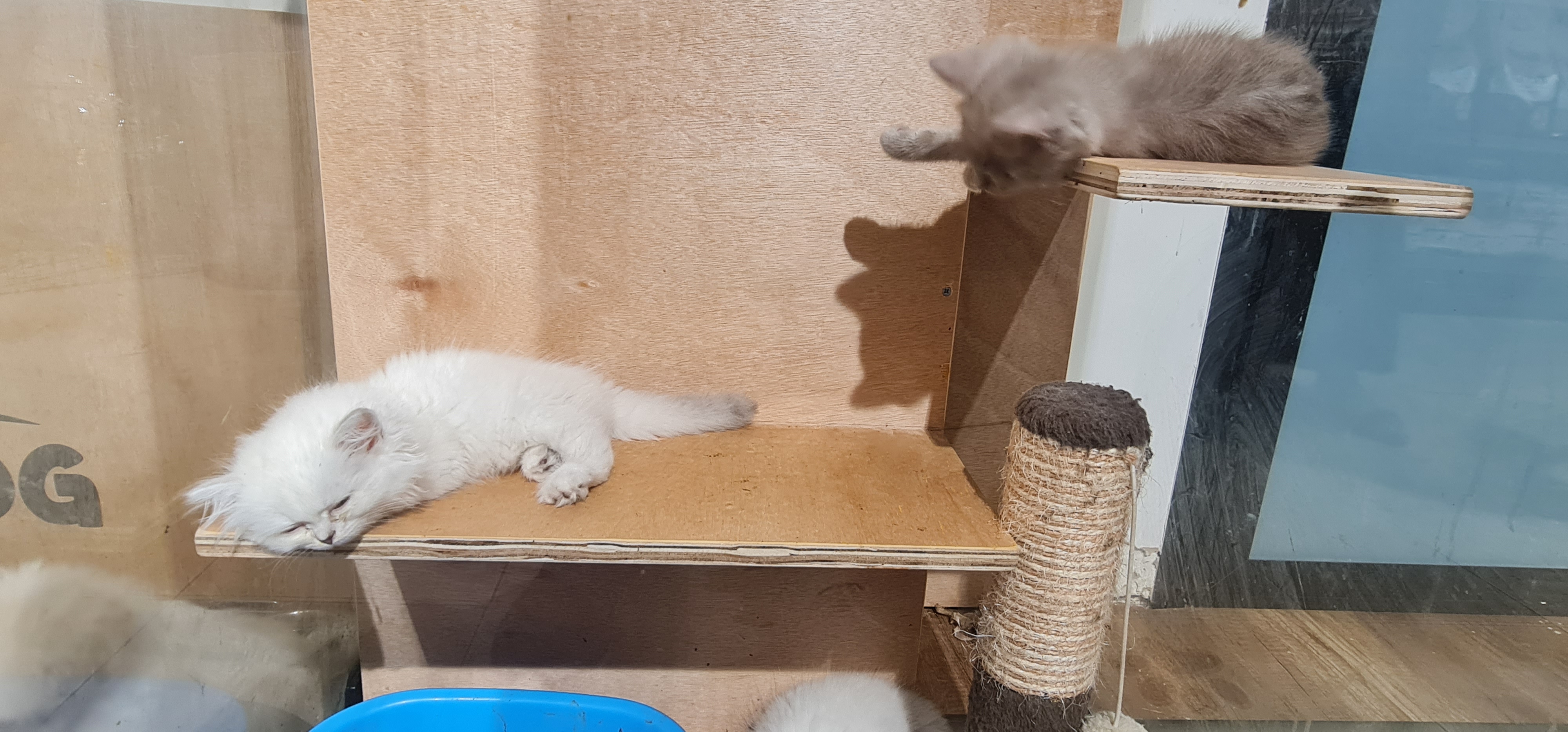 תמונה 1 ,חתולים בריטי קצר שיער   חתולים בריטים  למכירה בחיפה