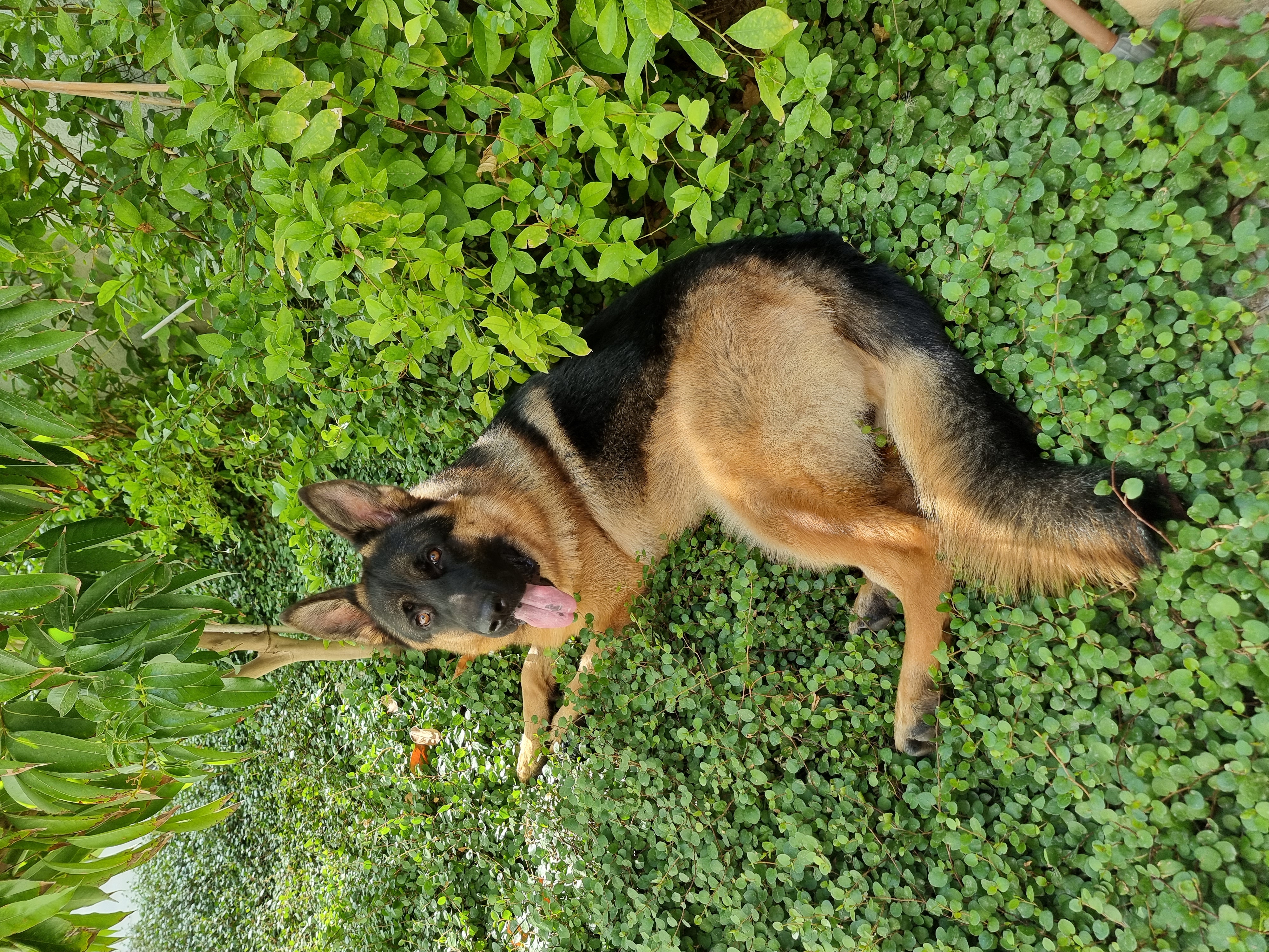 תמונה 3 ,כלבים רועה גרמני   זאוס לשידוך בשוהם