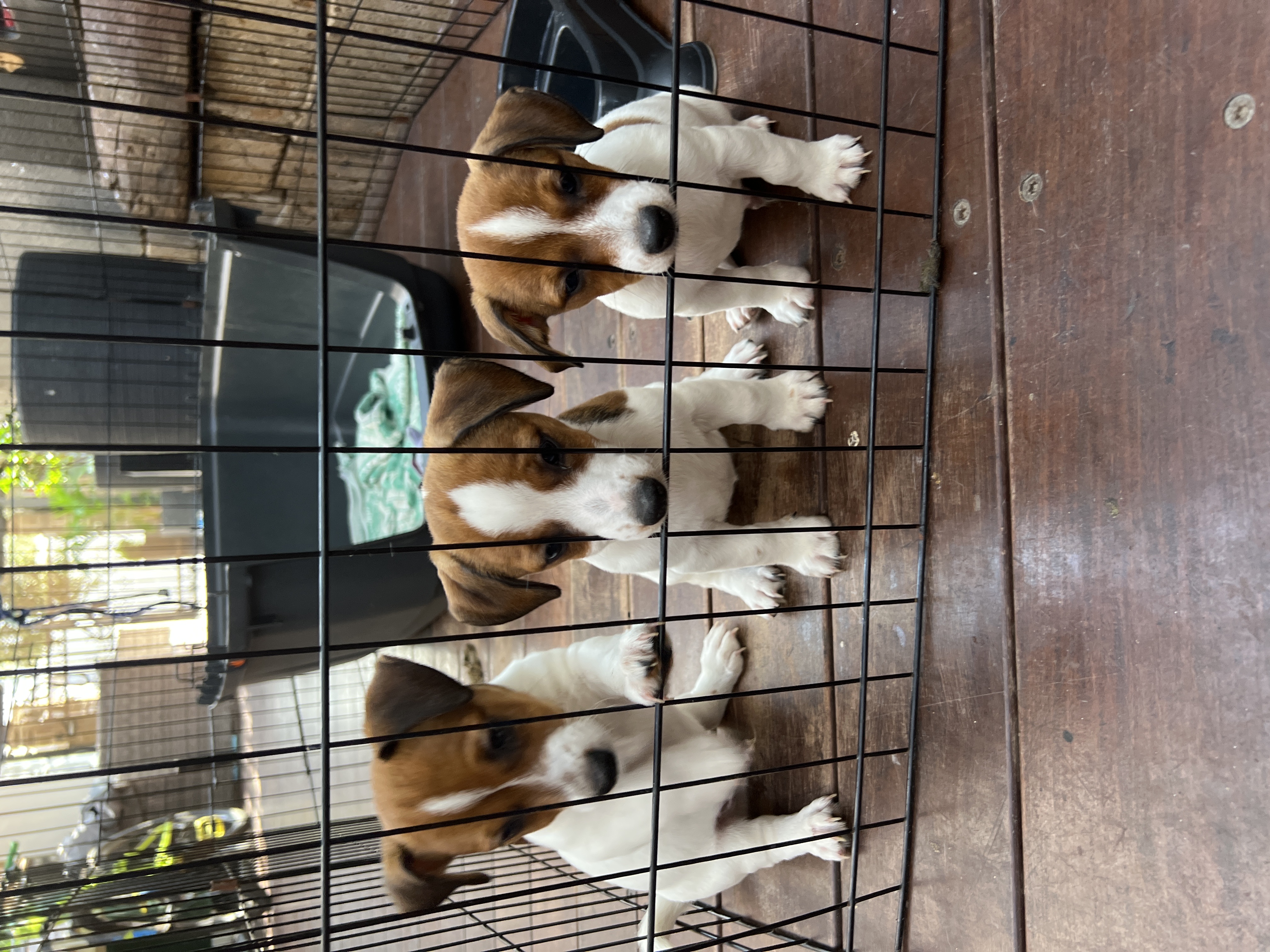 תמונה 8 ,כלבים גק ראסל טרייר   גק ראסל למכירה באשדוד