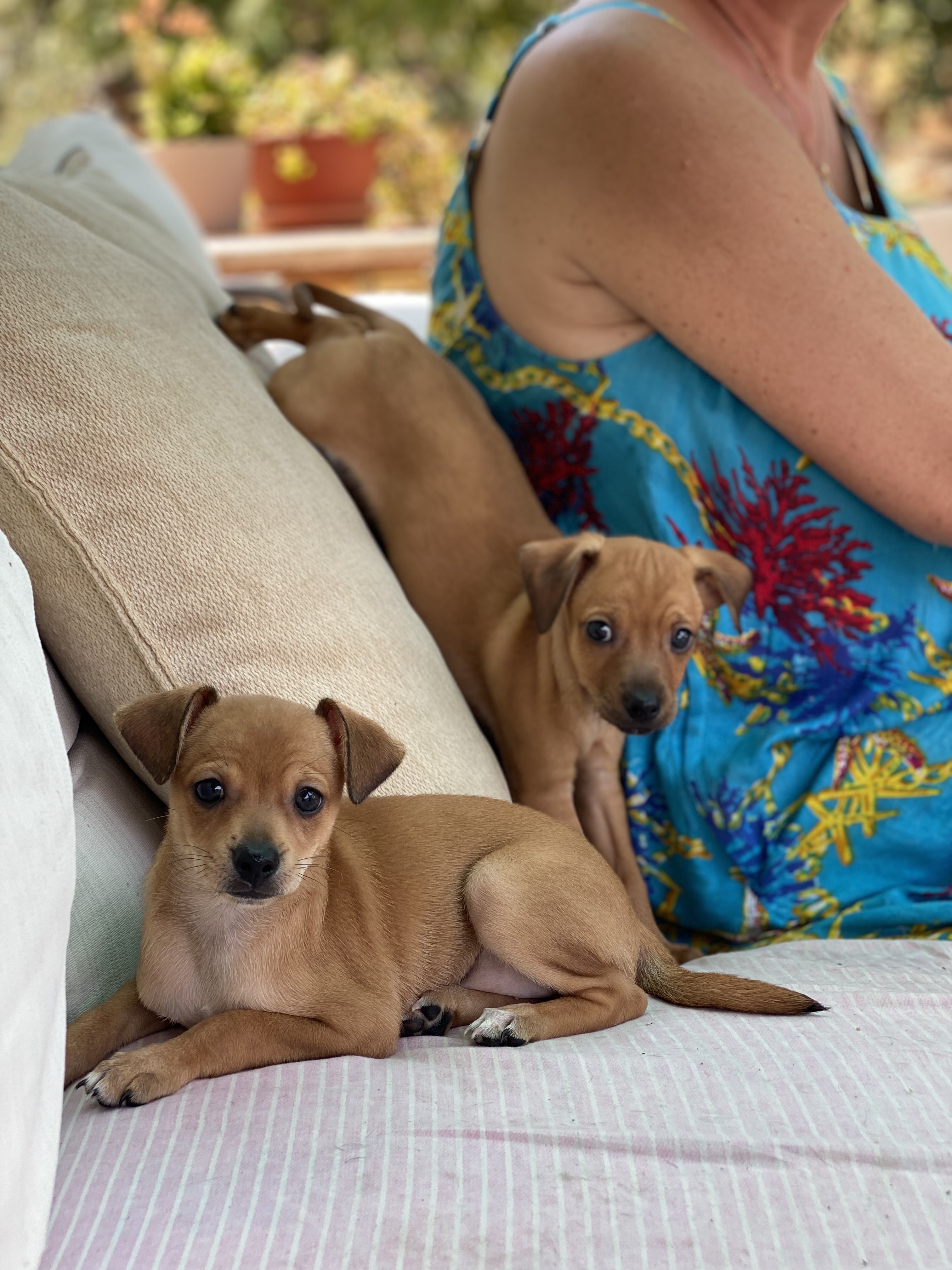 תמונה 4 ,כלבים פינצ`ר ננסי   מקסים למכירה בטבריה