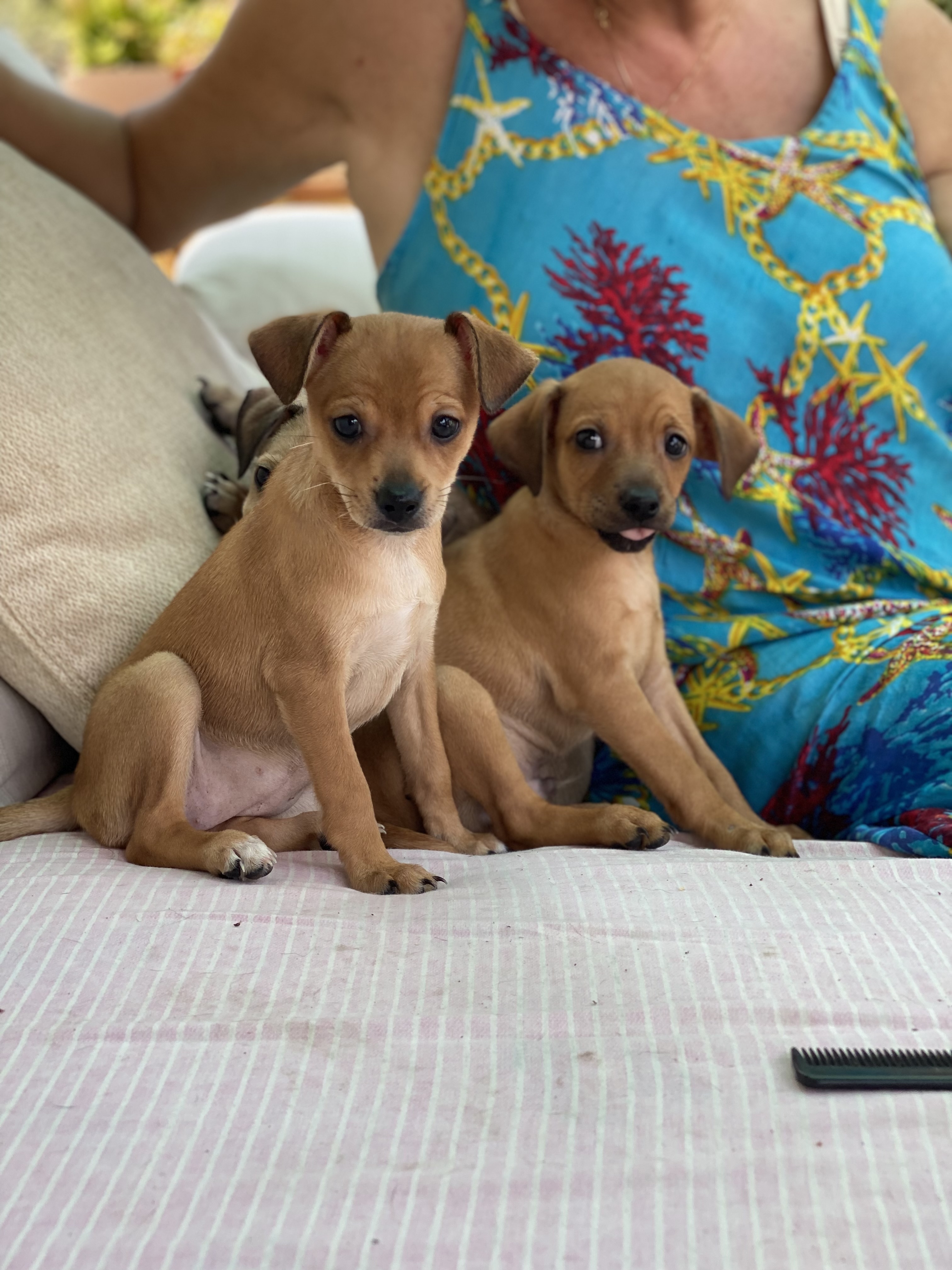 תמונה 5 ,כלבים פינצ`ר ננסי   מקסים למכירה בטבריה