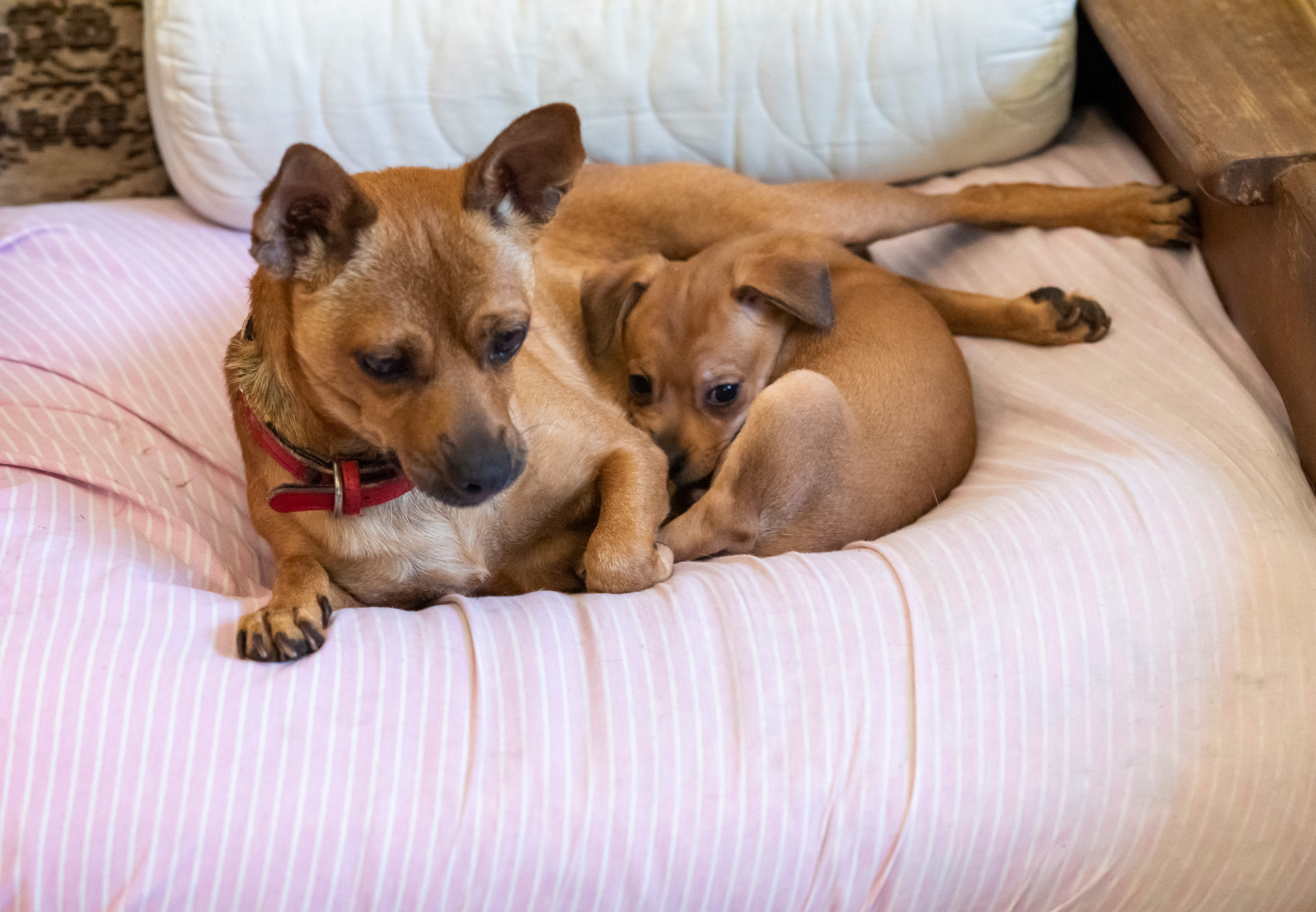 תמונה 7 ,כלבים פינצ`ר ננסי   מקסים למכירה בטבריה