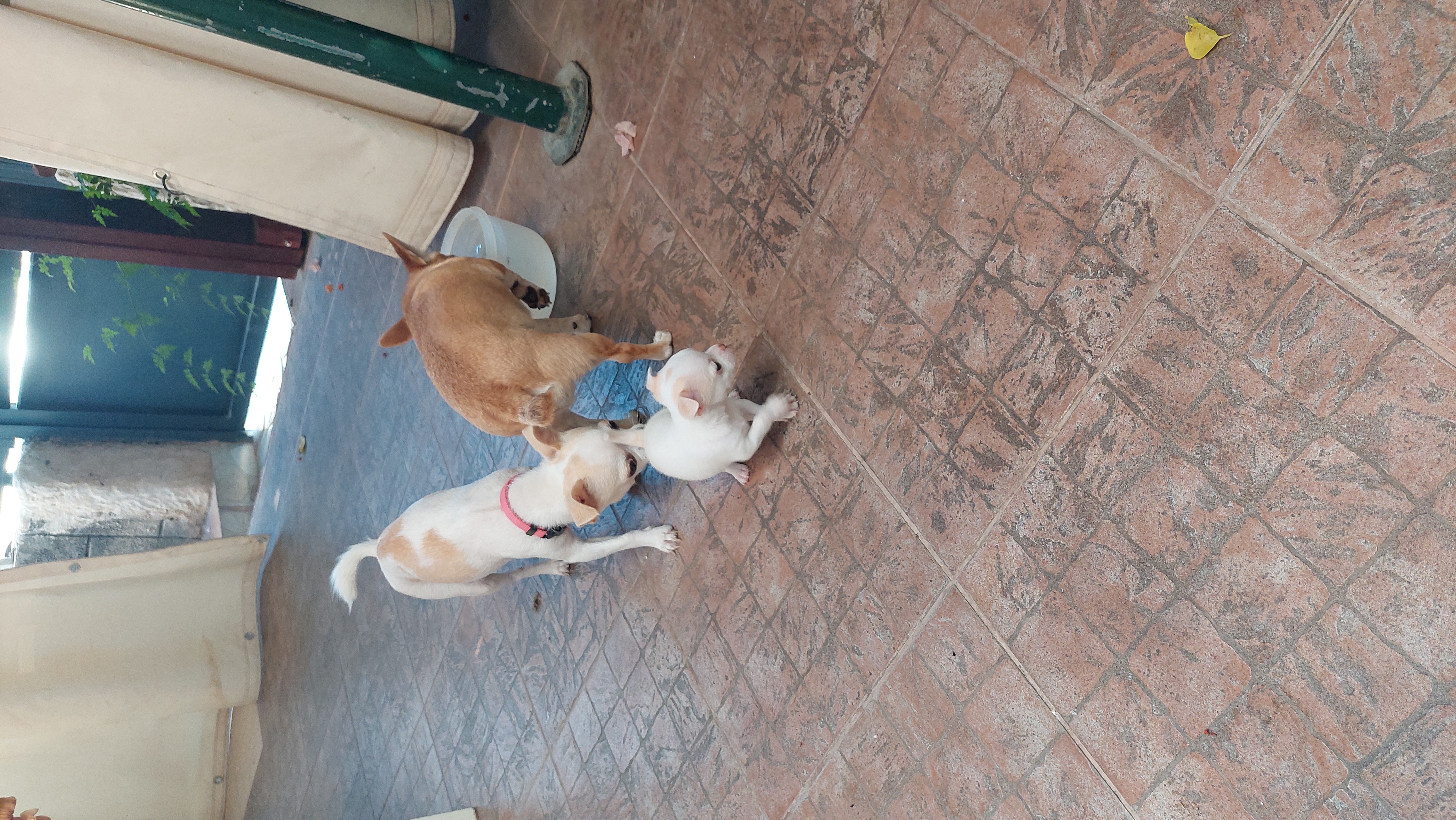 תמונה 5 ,כלבים צ`יוואווה   בוני למכירה בנהרייה