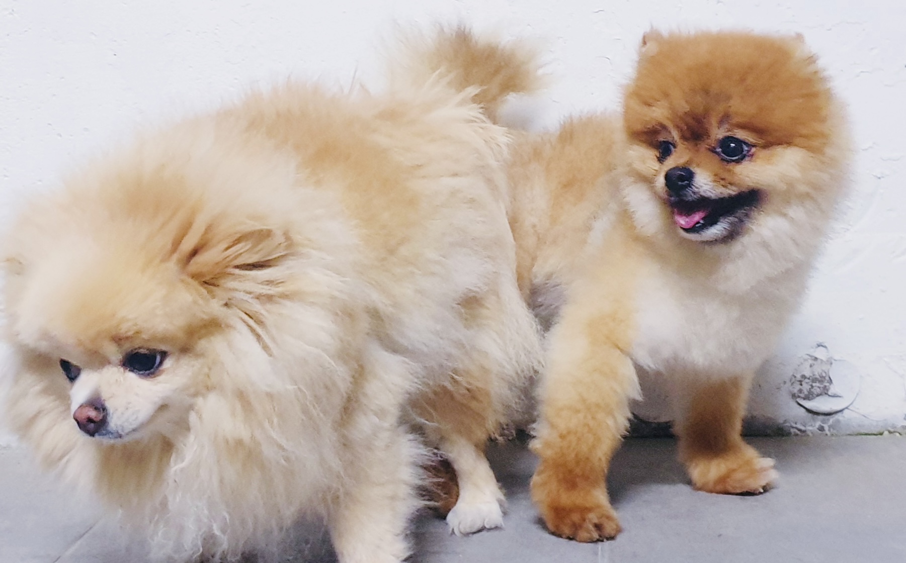 תמונה 6 ,כלבים פומרניאן   פומרניין למכירה בקרית מלאכי