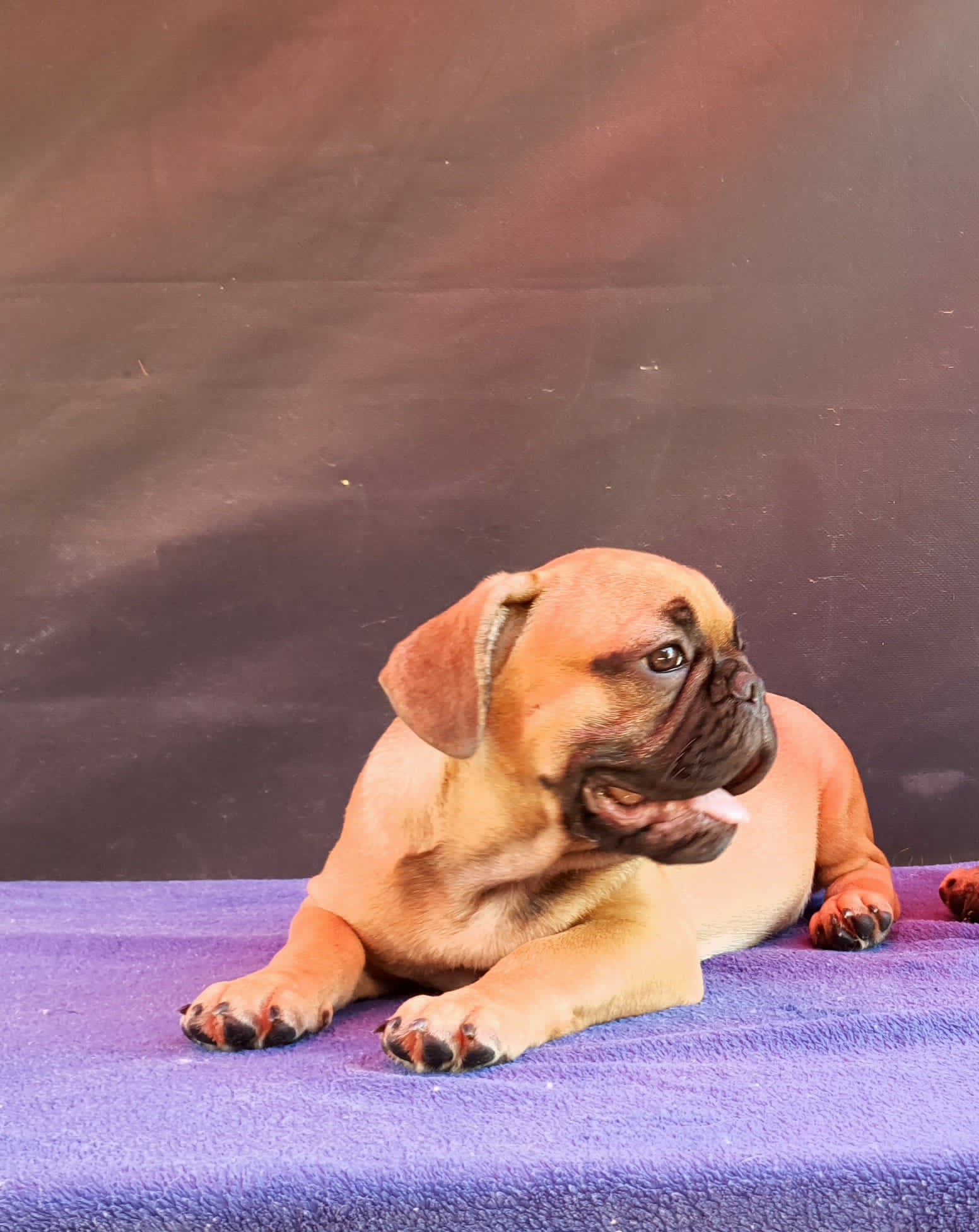 תמונה 1 ,כלבים בולדוג צרפתי   זכר גור בולדוג צרפתי פאון למכירה בפתח תקווה