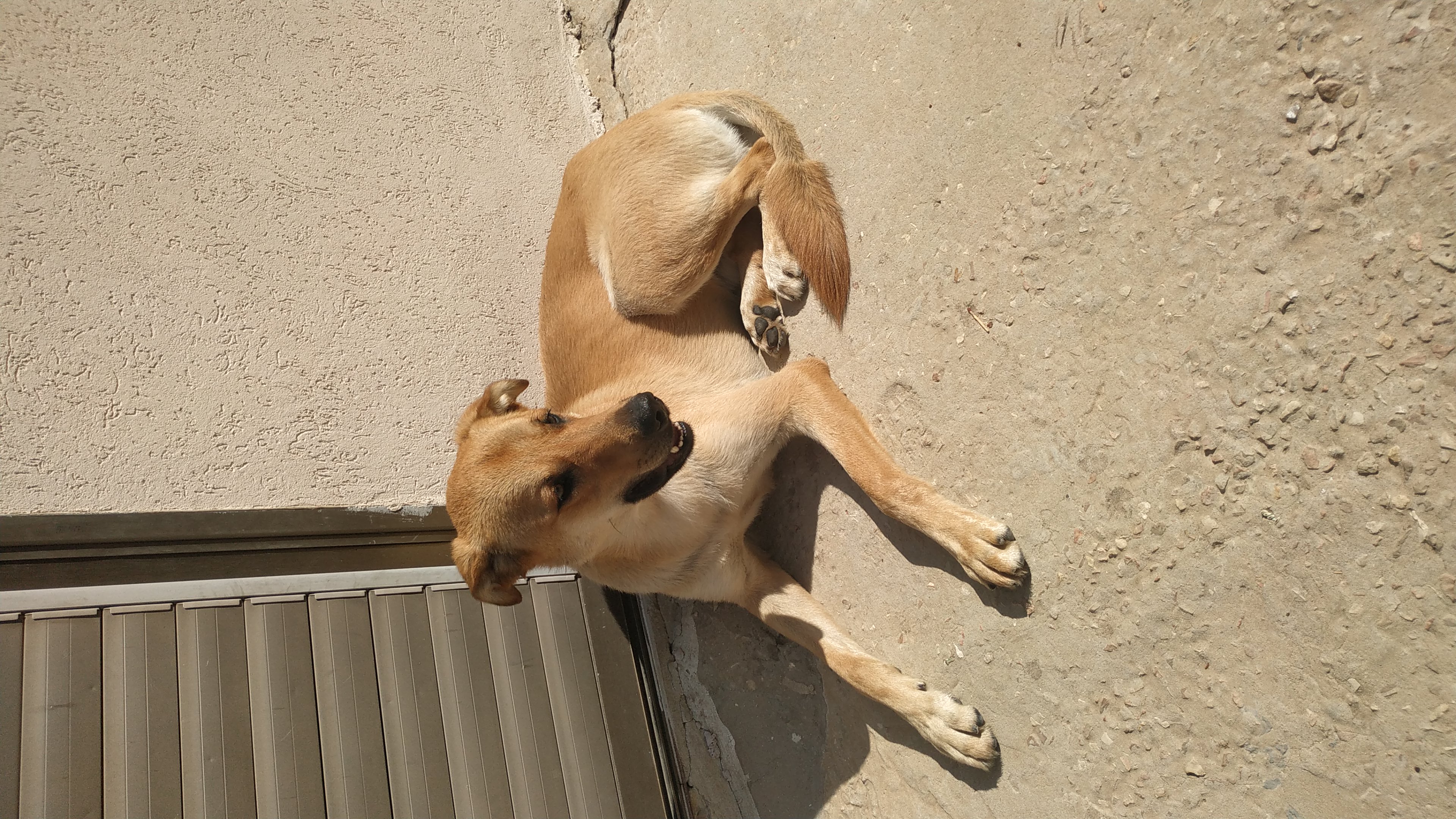 תמונה 1 ,כלבים כללי   דרגו  למסירה באריאל 