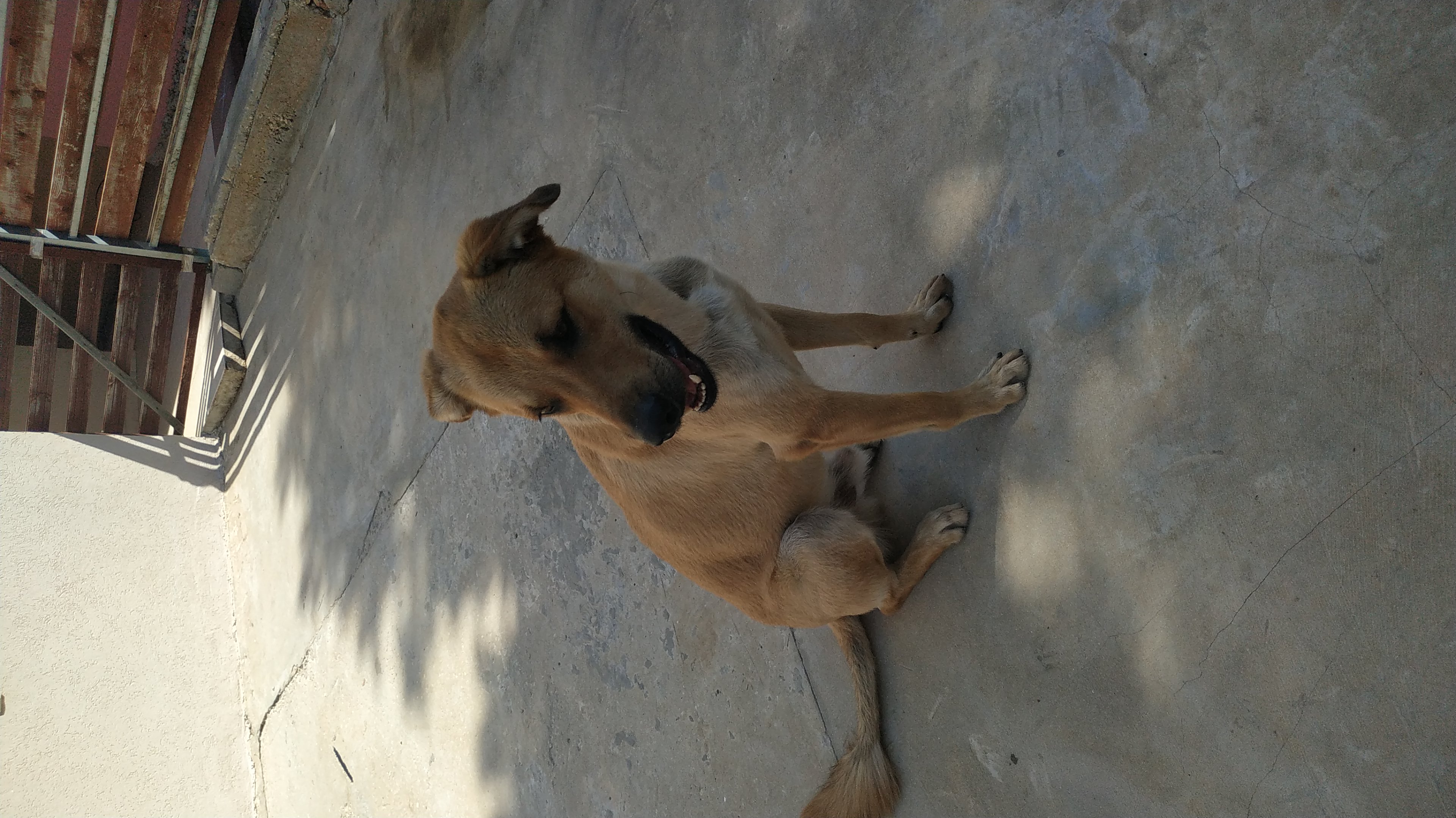 תמונה 2 ,כלבים כללי   דרגו  למסירה באריאל 