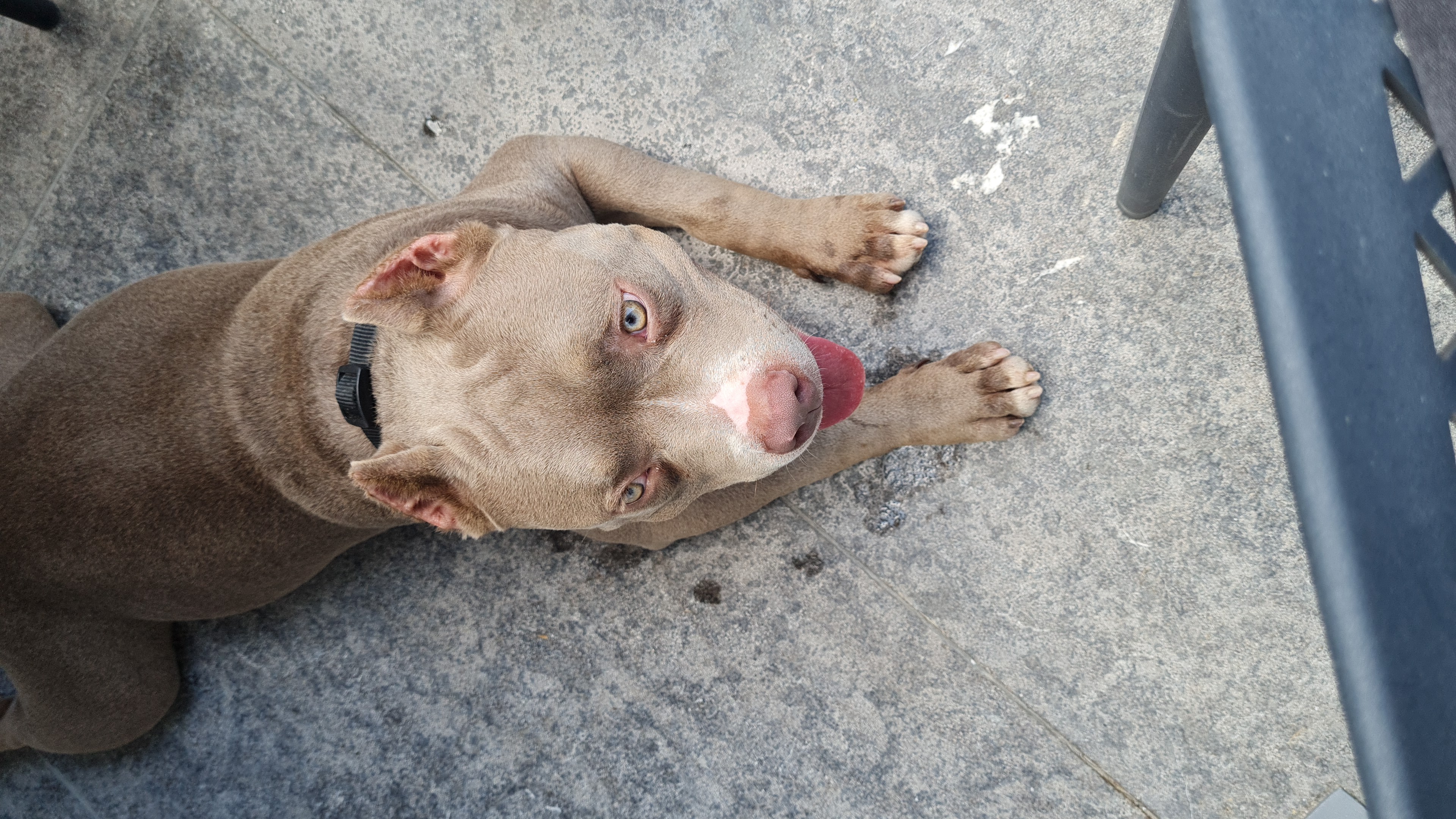 תמונה 2 ,כלבים בולדוג אמריקאי   צירו למכירה ברחובות