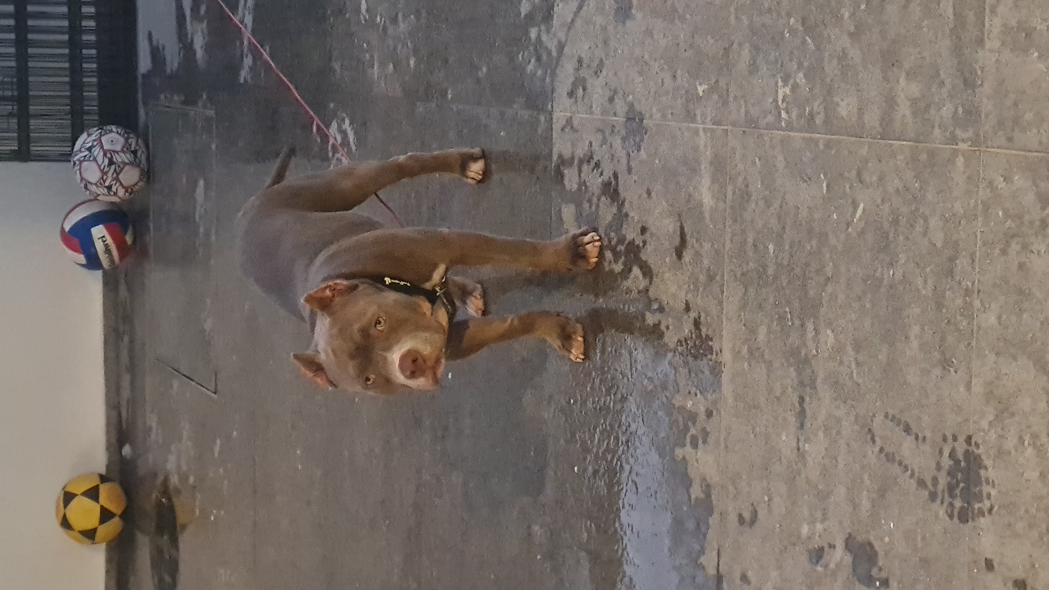 תמונה 3 ,כלבים בולדוג אמריקאי   צירו למכירה ברחובות