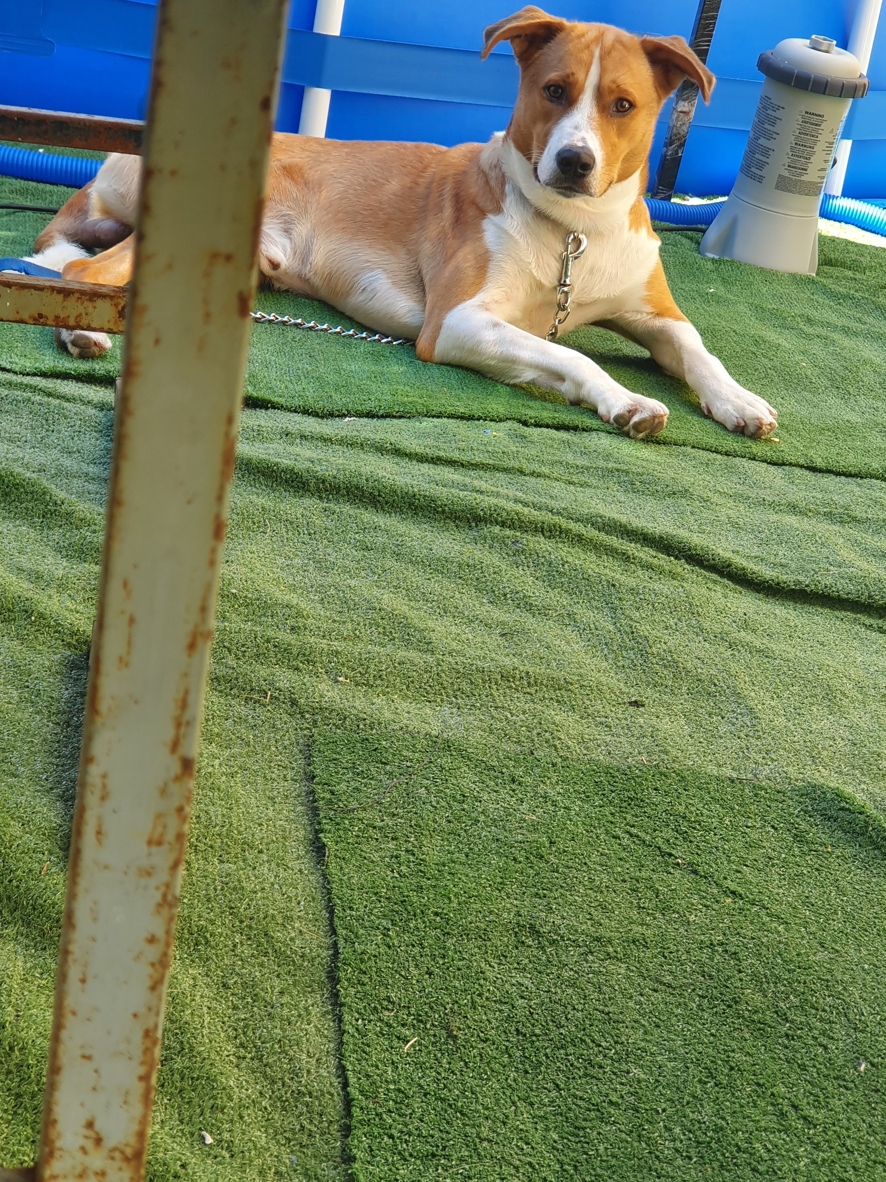 תמונה 2 ,כלבים כנעני   סימבה לאימוץ באשקלון