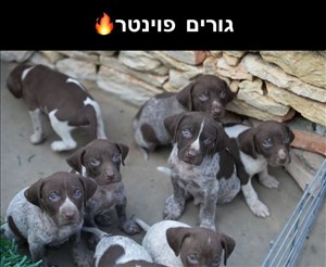 גורי פוינטר 