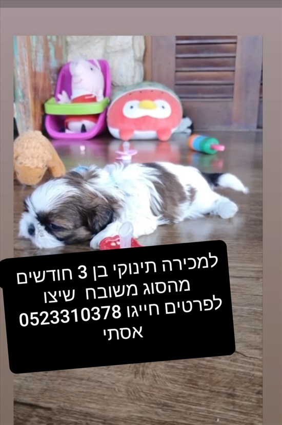תמונה 1 ,כלבים שי צו   מייקי למכירה בתל אביב