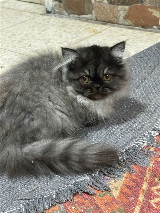 תמונה 1 ,חתולים פרסי   פרסי למכירה בירכא