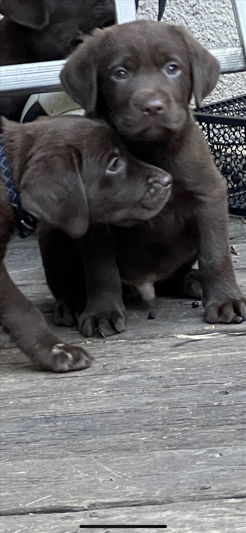 תמונה 1 ,כלבים לברדור רטריבר   לברדור שוקולד ושחור למכירה בתל אביב