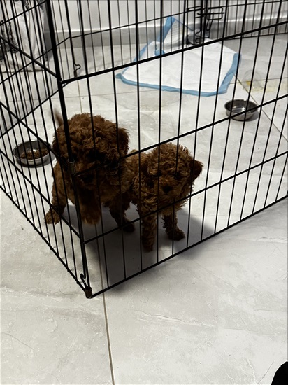 תמונה 3 ,כלבים פודל   פודלים  למכירה בתל אביב 