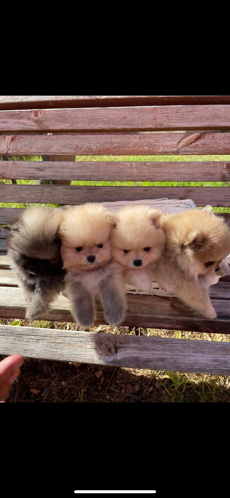 תמונה 3 ,כלבים פומרניאן   פומרניאן למכירה בקרית שמונה