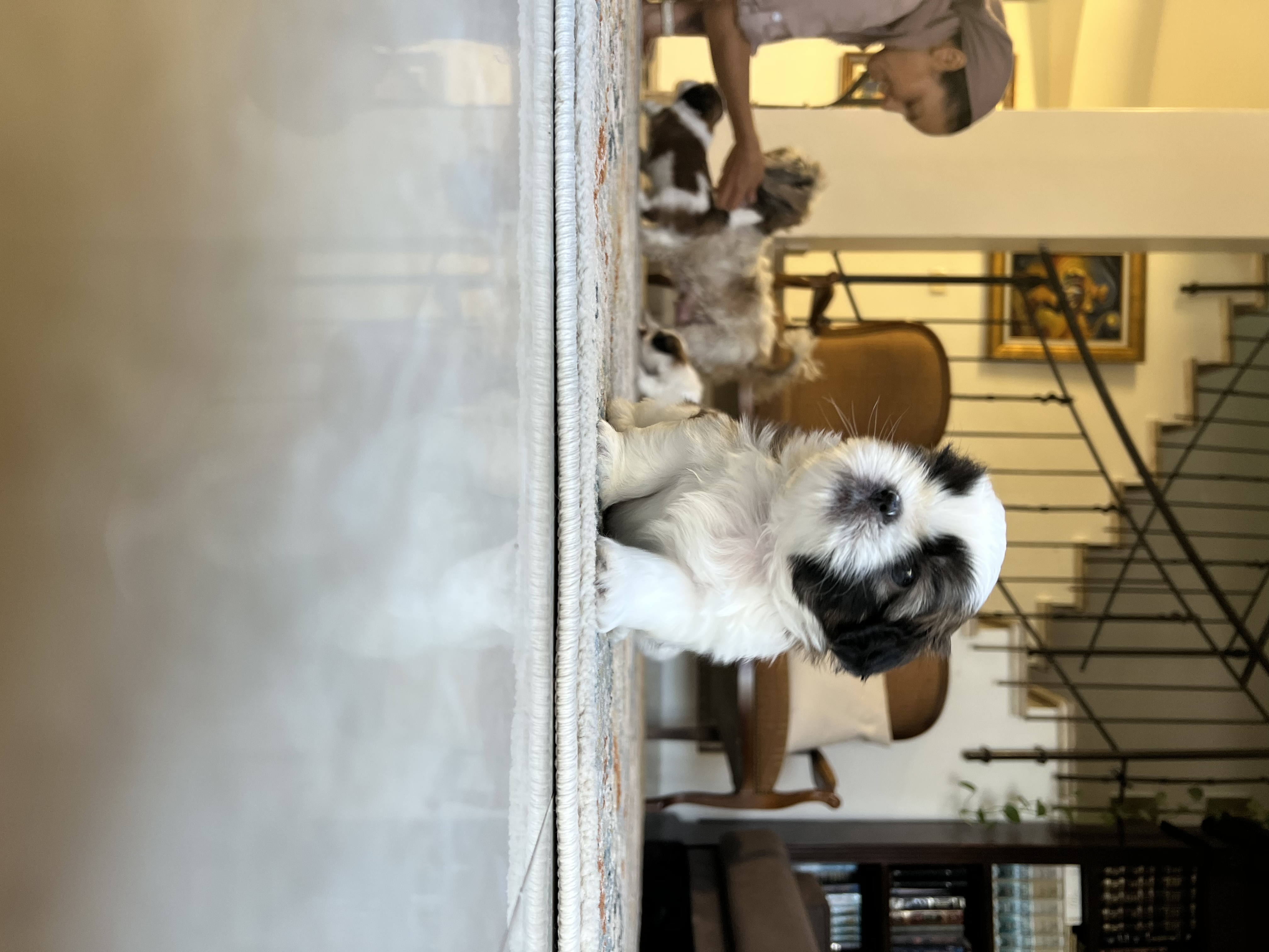 תמונה 2 ,כלבים שי צו   גורי שיצו למכירה בחשמונאים