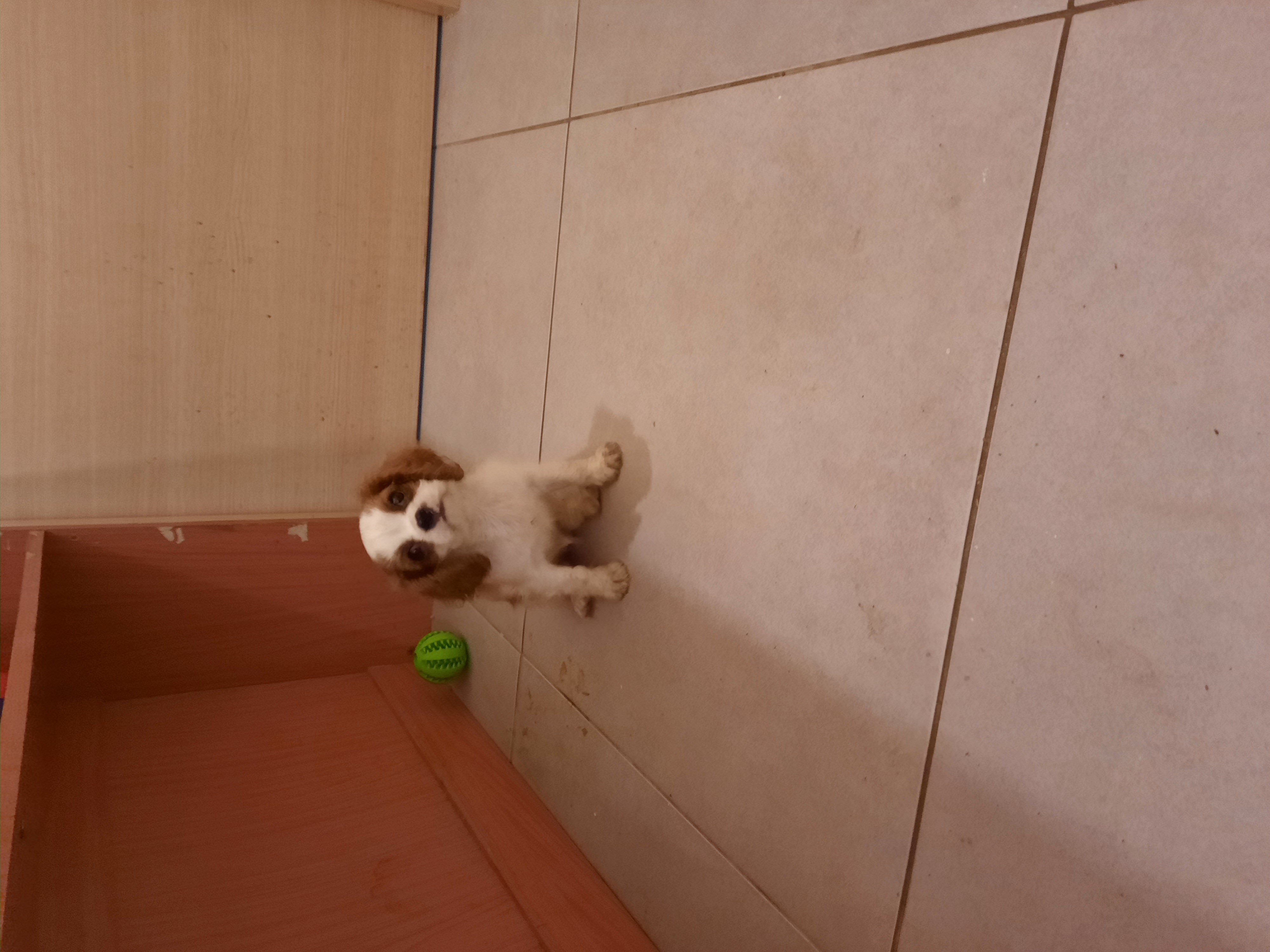 תמונה 1 ,כלבים קבליר קינג צארלס ספנייל   שוגי למכירה בלוד