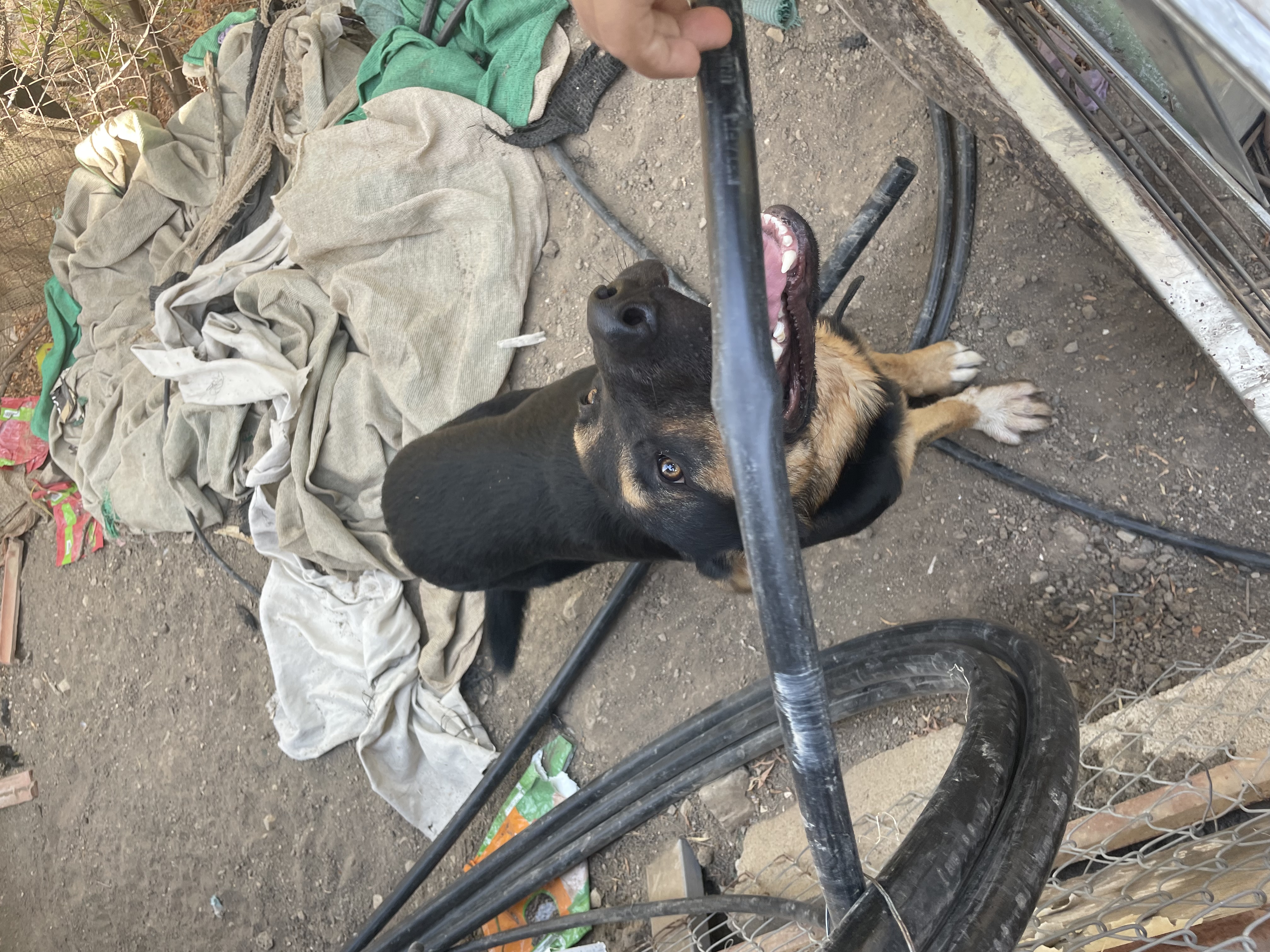 תמונה 2 ,כלבים זאב בלגי   קטשופ למסירה בטבריה