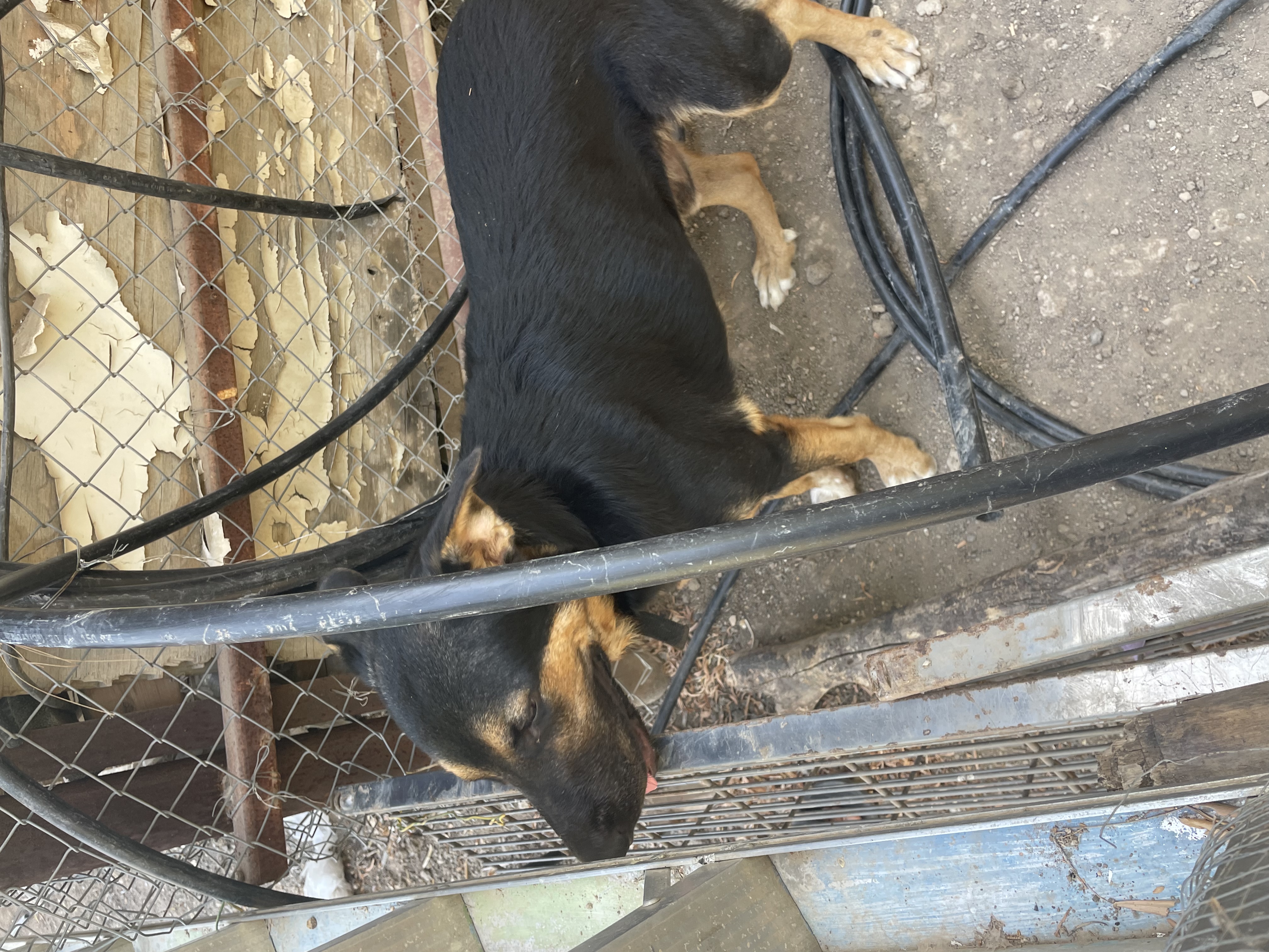 תמונה 3 ,כלבים זאב בלגי   קטשופ למסירה בטבריה