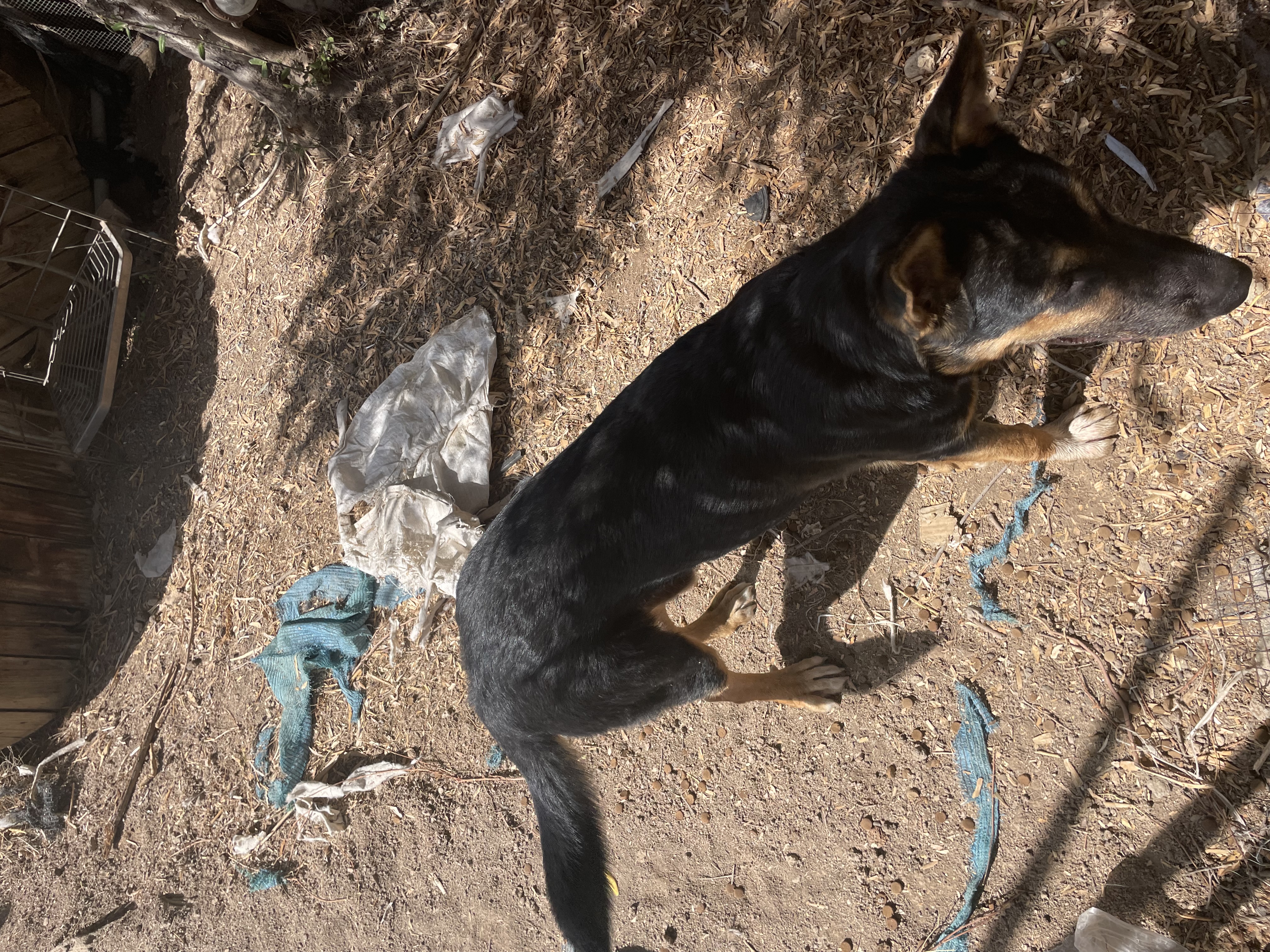 תמונה 5 ,כלבים זאב בלגי   קטשופ למסירה בטבריה