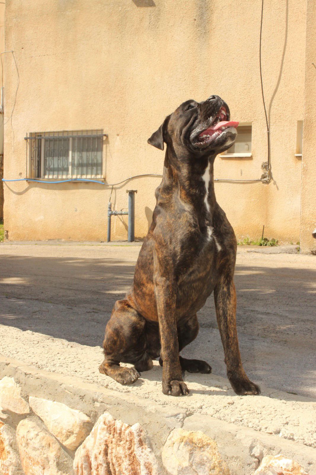 תמונה 4 ,כלבים בוקסר   בוקסר למכירה במנאר