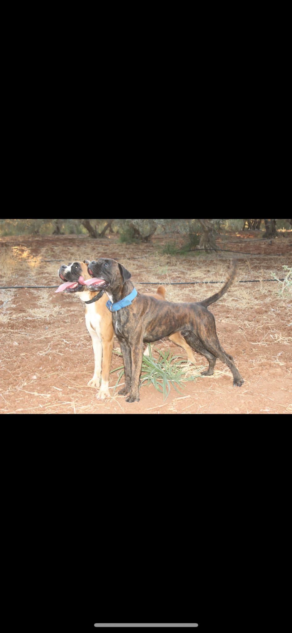 תמונה 5 ,כלבים בוקסר   בוקסר למכירה במנאר