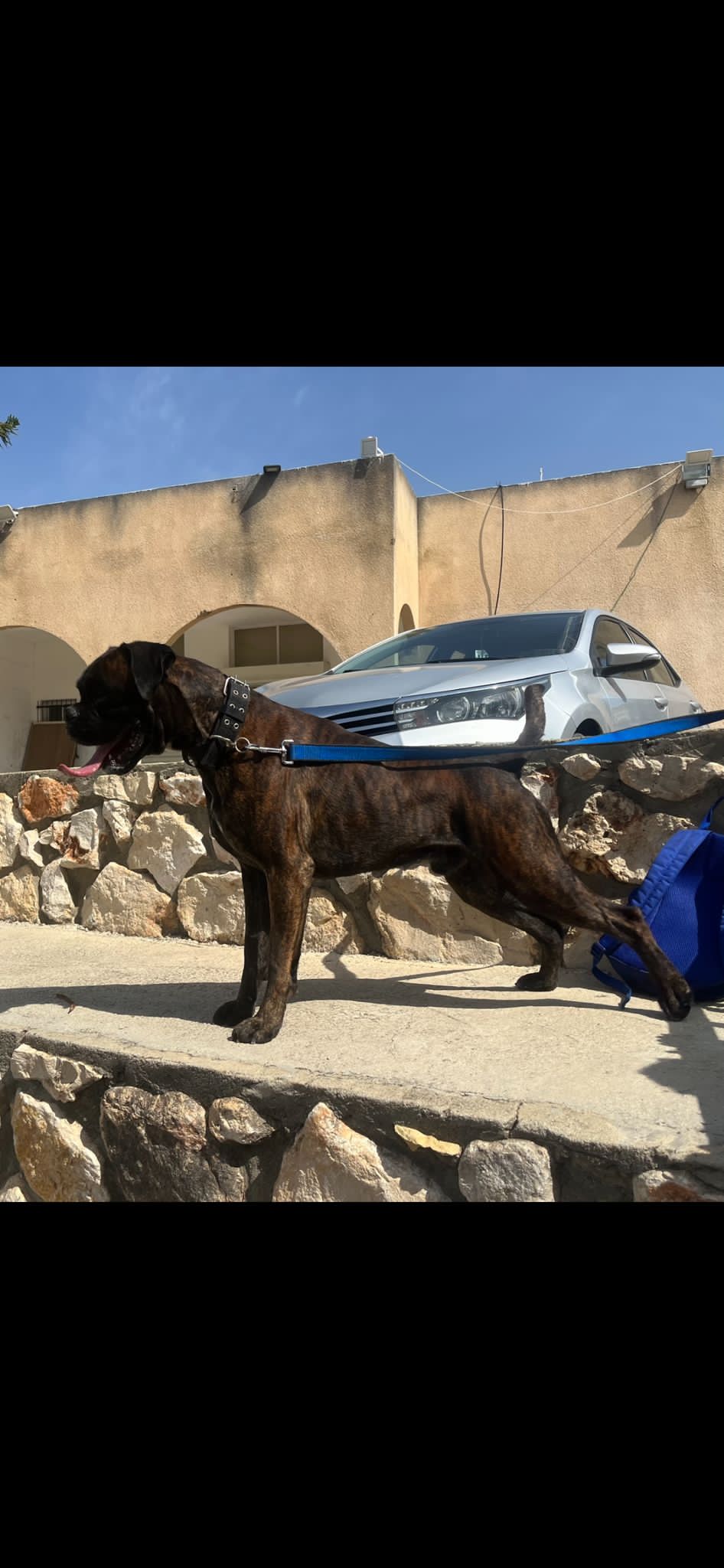 תמונה 6 ,כלבים בוקסר   בוקסר למכירה במנאר