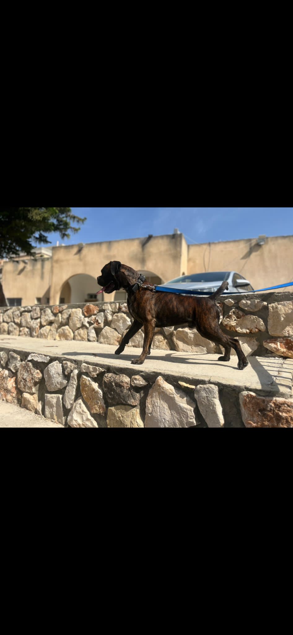 תמונה 8 ,כלבים בוקסר   בוקסר למכירה במנאר