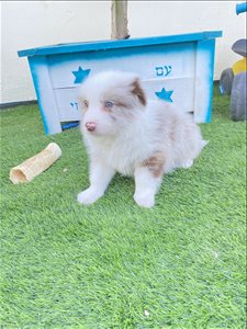 כלבים בורדר קולי חדרה והסביבה 