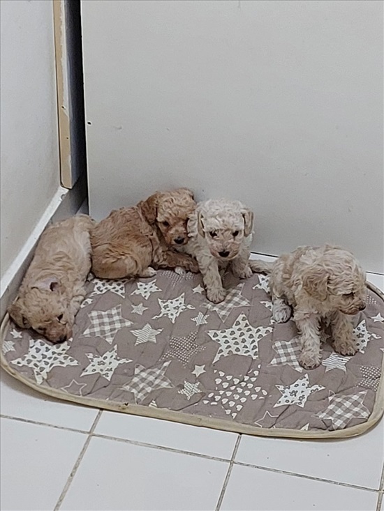 תמונה 1 ,כלבים פודל   פודל למכירה בבאר שבע