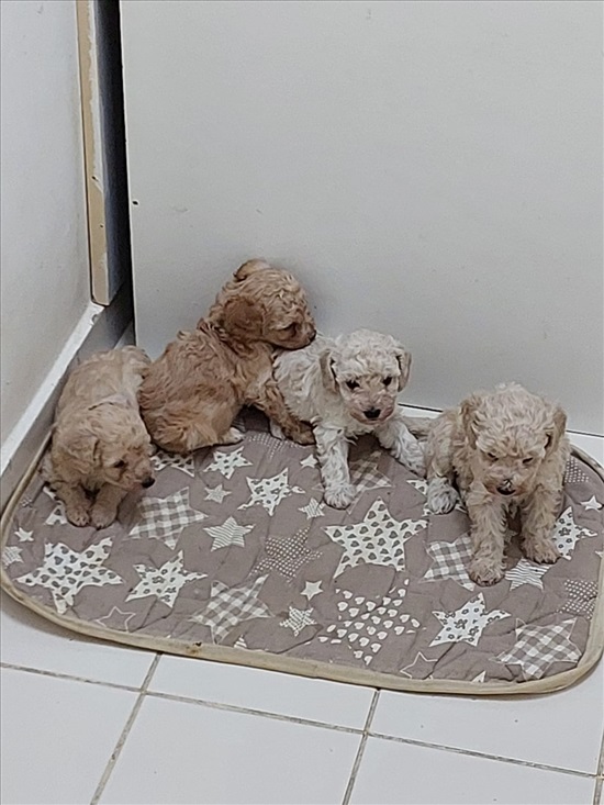 תמונה 2 ,כלבים פודל   פודל למכירה בבאר שבע