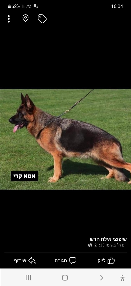 תמונה 2 ,כלבים רועה גרמני   רועה גרמני קו דם תערוכה  למכירה בתל אביב
