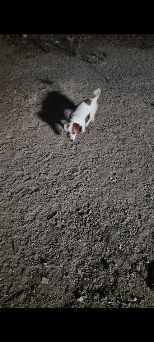 תמונה 3 ,כלבים גק ראסל טרייר   סיז למכירה בעספיא