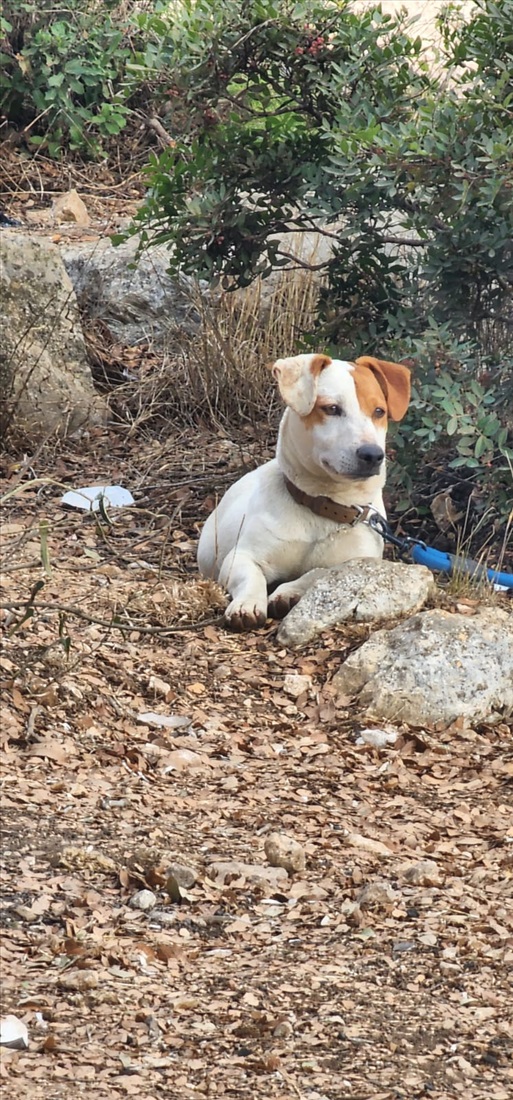 תמונה 1 ,כלבים גק ראסל טרייר   סיז למכירה בעספיא