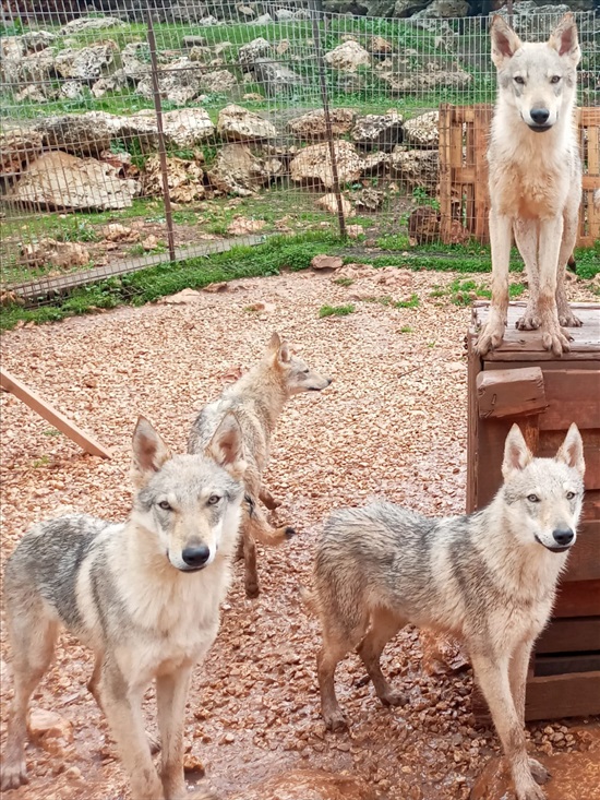 תמונה 4 ,כלבים רועה צ`כי   זאב צ'כי גזעי בני שנה למכירה בשלומי
