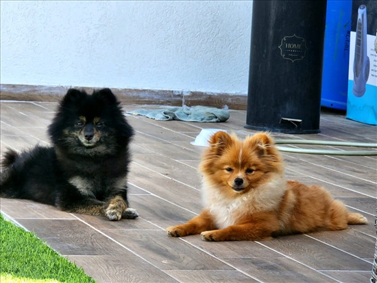 תמונה 2 ,כלבים פומרניאן   אין עדיין למכירה בשדרות