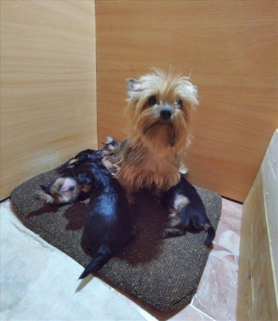 תמונה 3 ,כלבים יורקשייר טרייר   גור יורקשיר ננסי למכירה בעכו