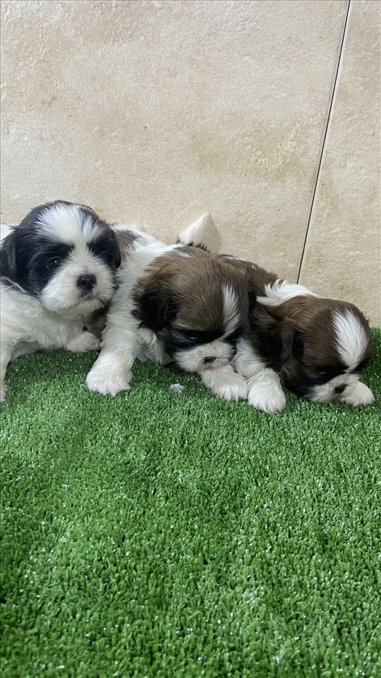 תמונה 3 ,כלבים שי צו   שיצו ג למכירה בחיפה