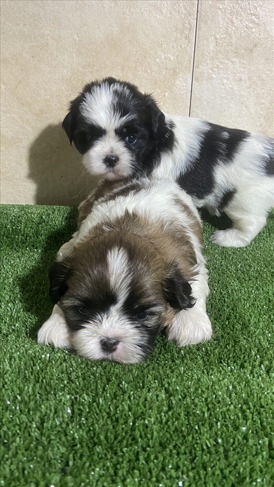 תמונה 7 ,כלבים שי צו   שיצו ג למכירה בחיפה