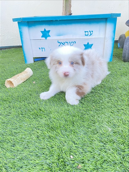 תמונה 7 ,כלבים בורדר קולי   בורדר קולי סנדי למכירה בבאר שבע