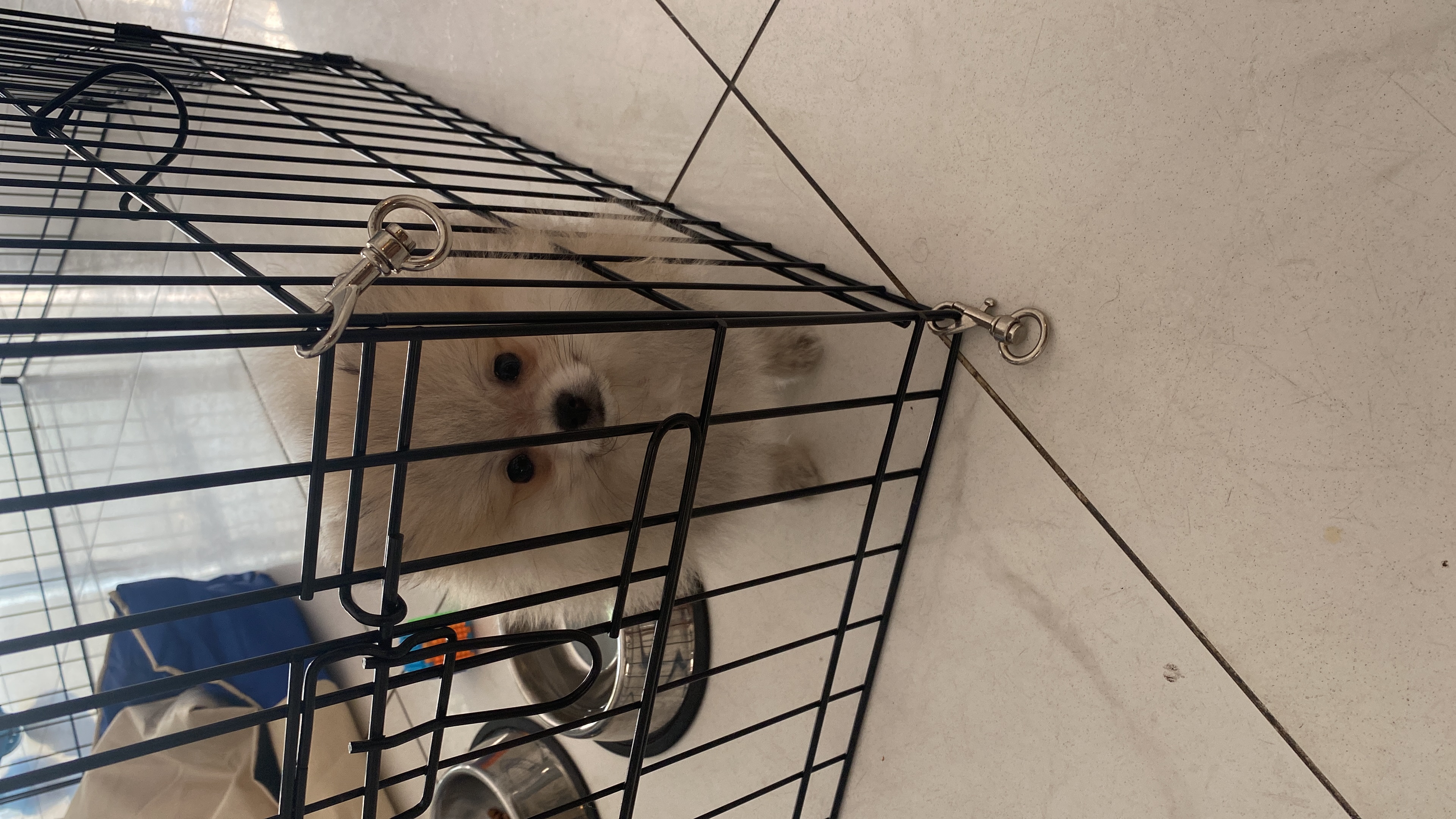 תמונה 4 ,כלבים פומרניאן   טאו טאו למכירה בנתניה