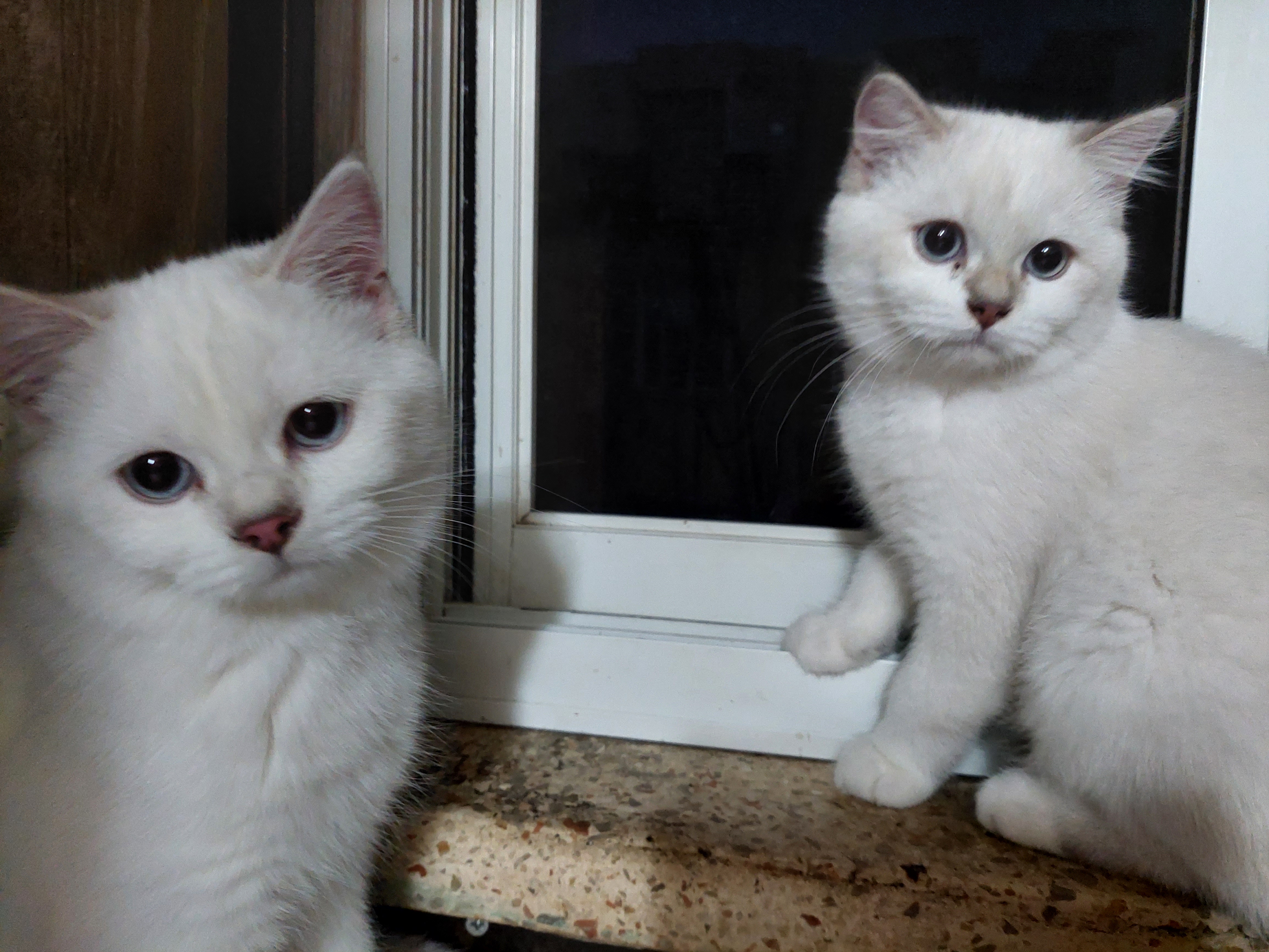 תמונה 2 ,חתולים סקוטי   Igor למכירה בראשון לציון