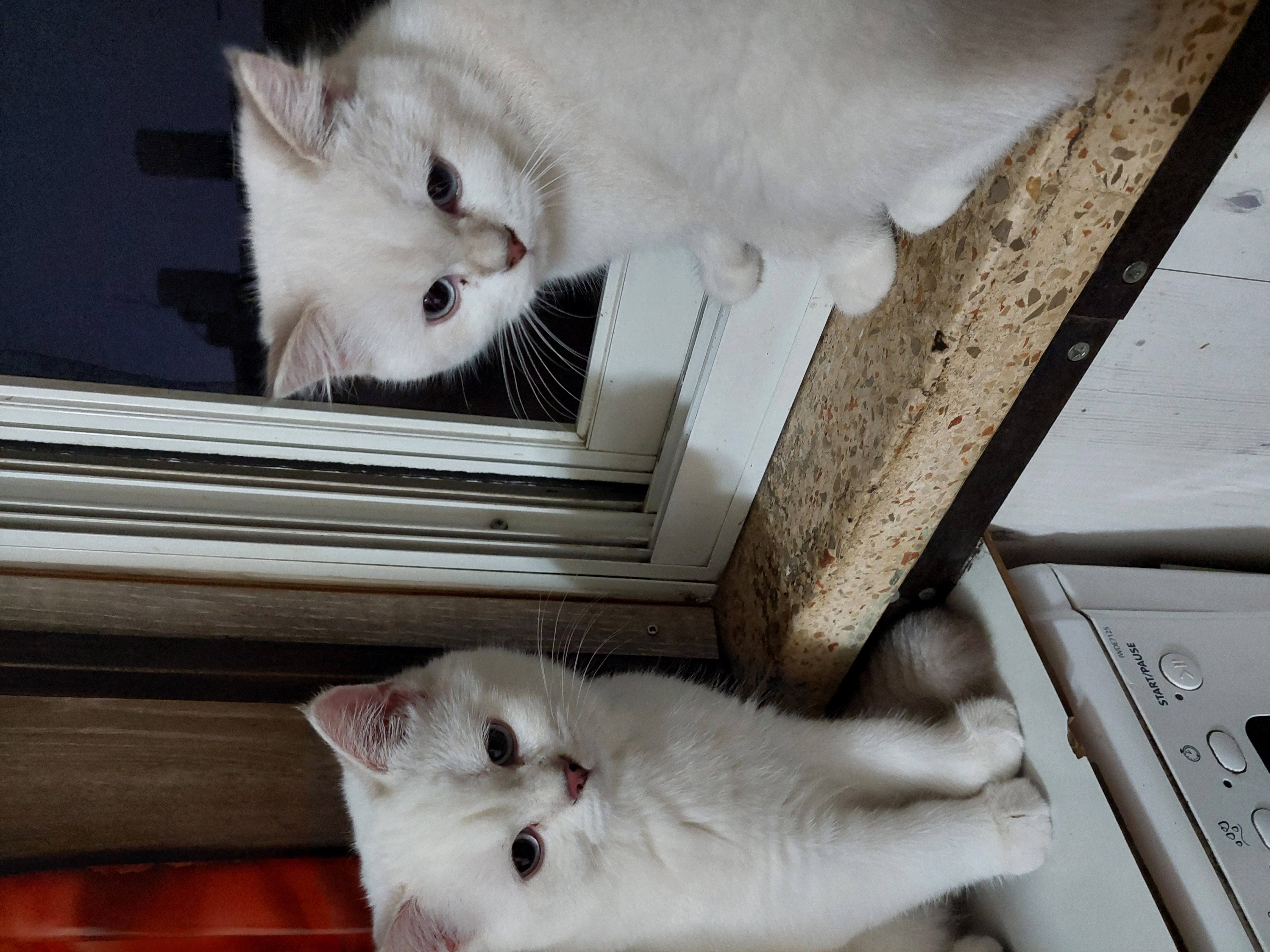 תמונה 1 ,חתולים סקוטי   Igor למכירה בראשון לציון