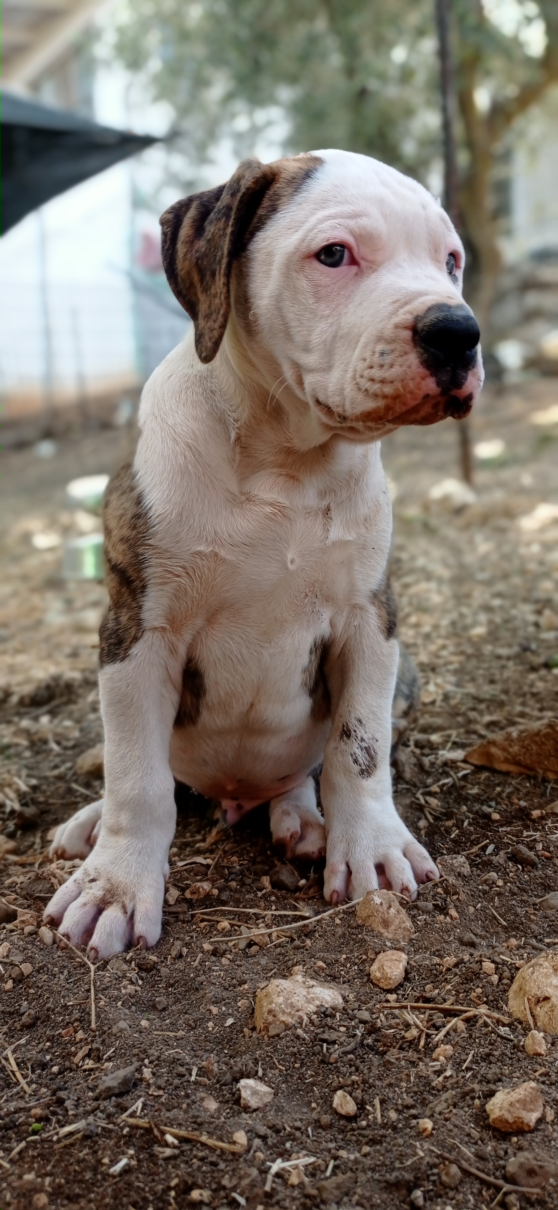 תמונה 2 ,כלבים בולדוג אמריקאי   גורים למכירה במירון