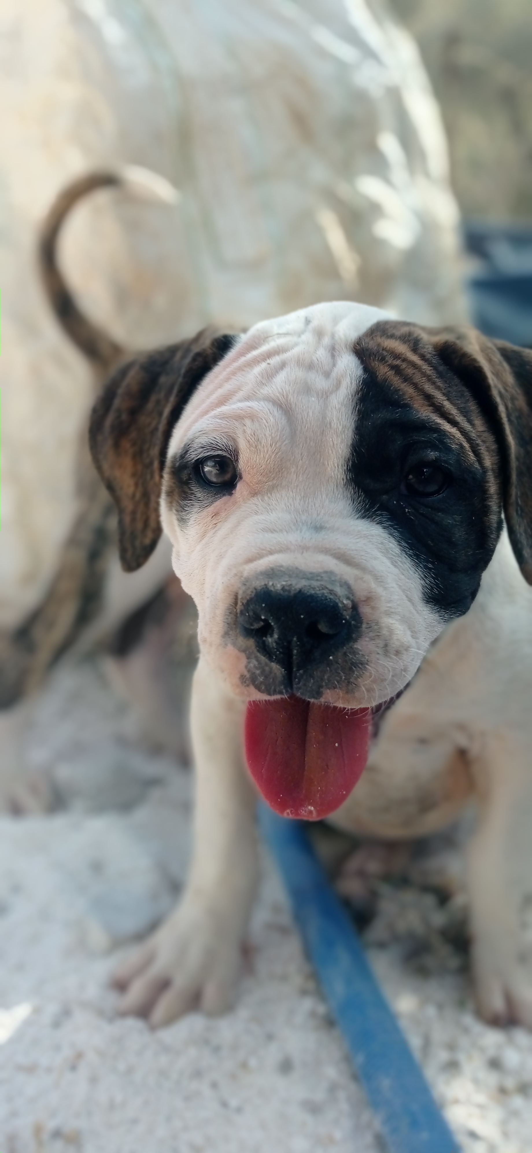תמונה 6 ,כלבים בולדוג אמריקאי   גורים למכירה במירון