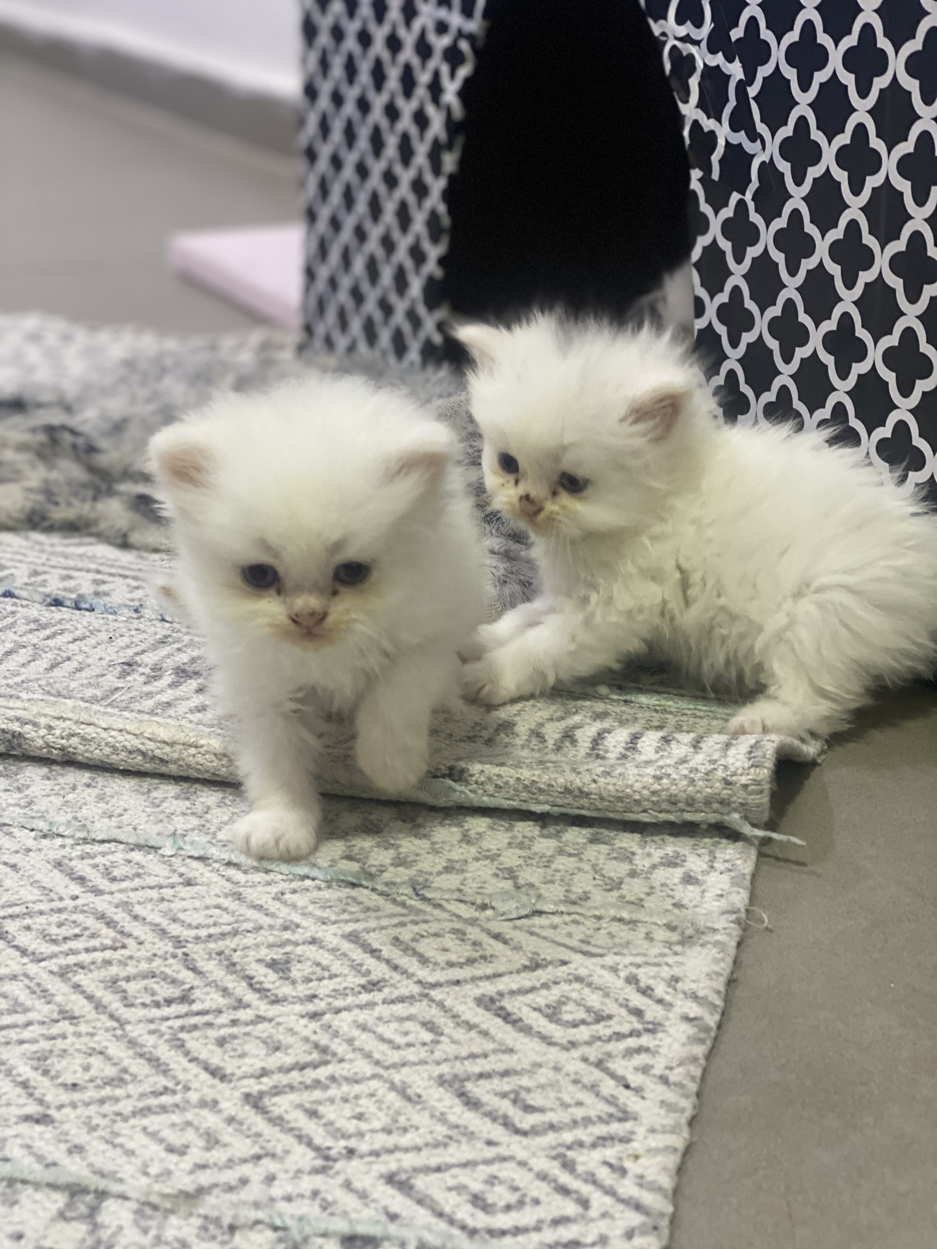 תמונה 1 ,חתולים פרסי   גורים פרסיים חמודים  למכירה בציפורי
