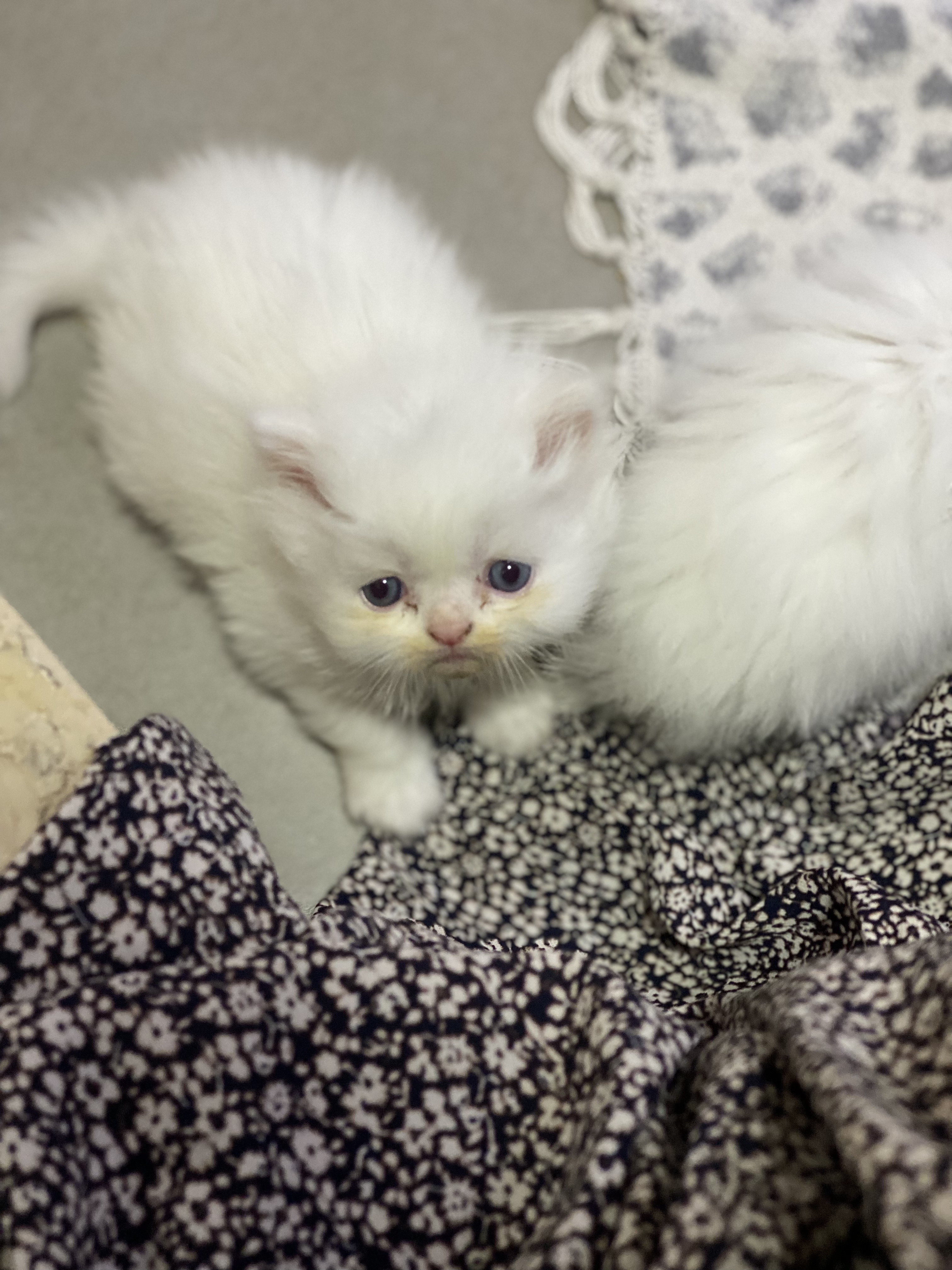 תמונה 4 ,חתולים פרסי   גורים פרסיים חמודים  למכירה בציפורי