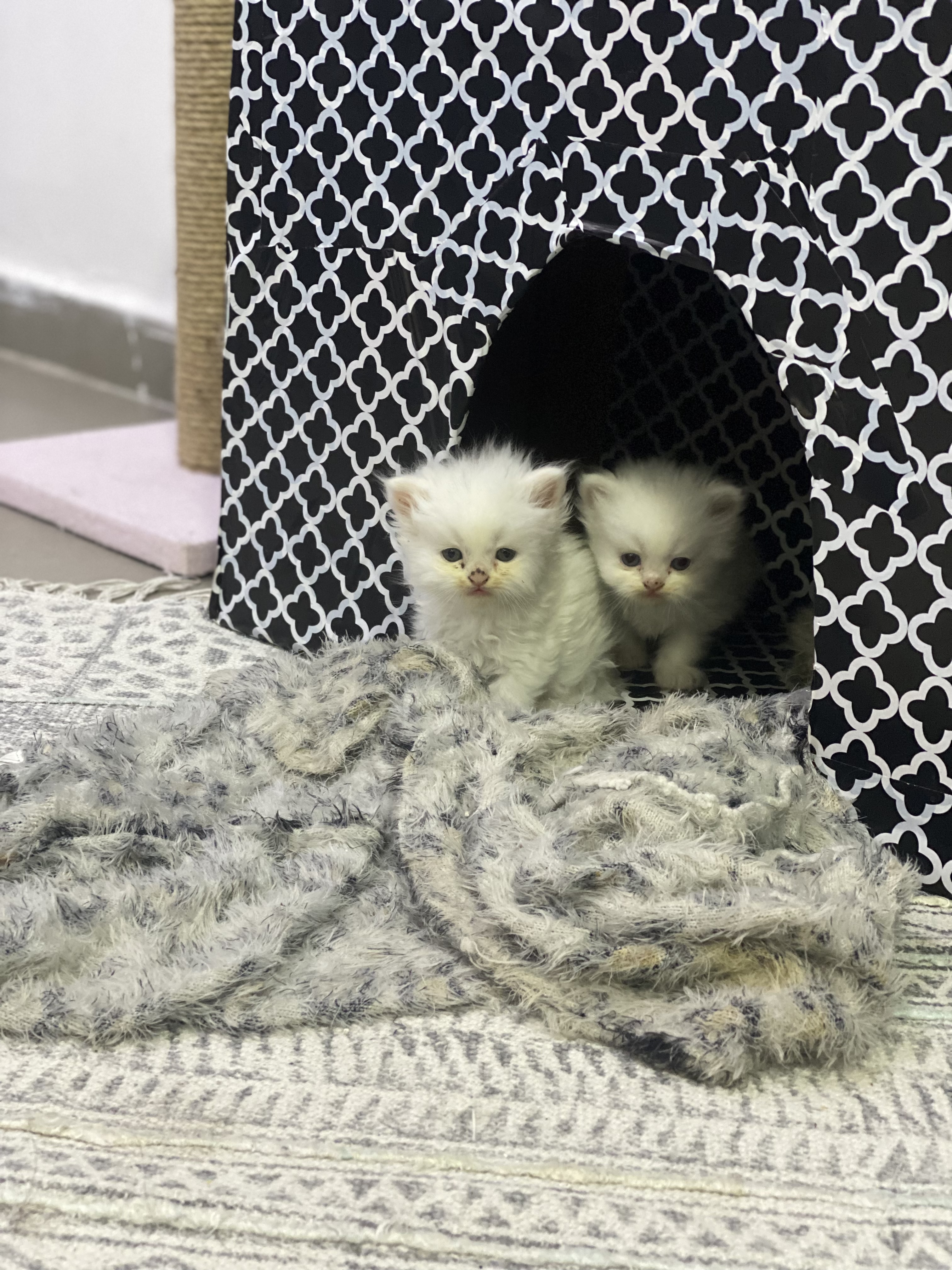 תמונה 6 ,חתולים פרסי   גורים פרסיים חמודים  למכירה בציפורי